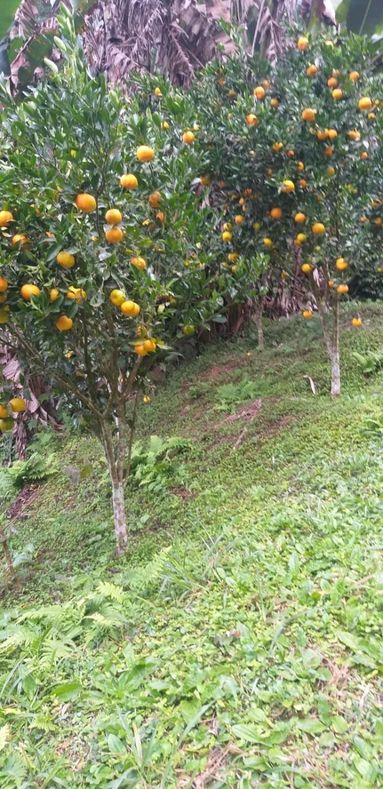 Fazenda Piloes