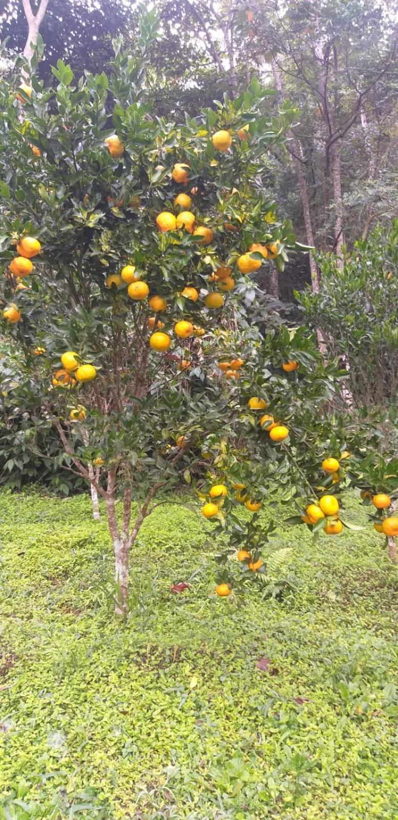 Fazenda Piloes