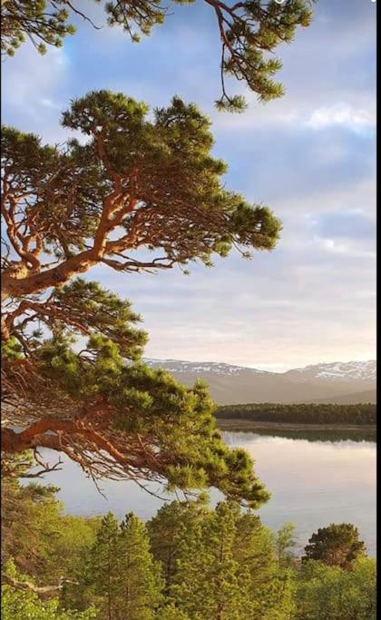 Drømmehytta på Senja