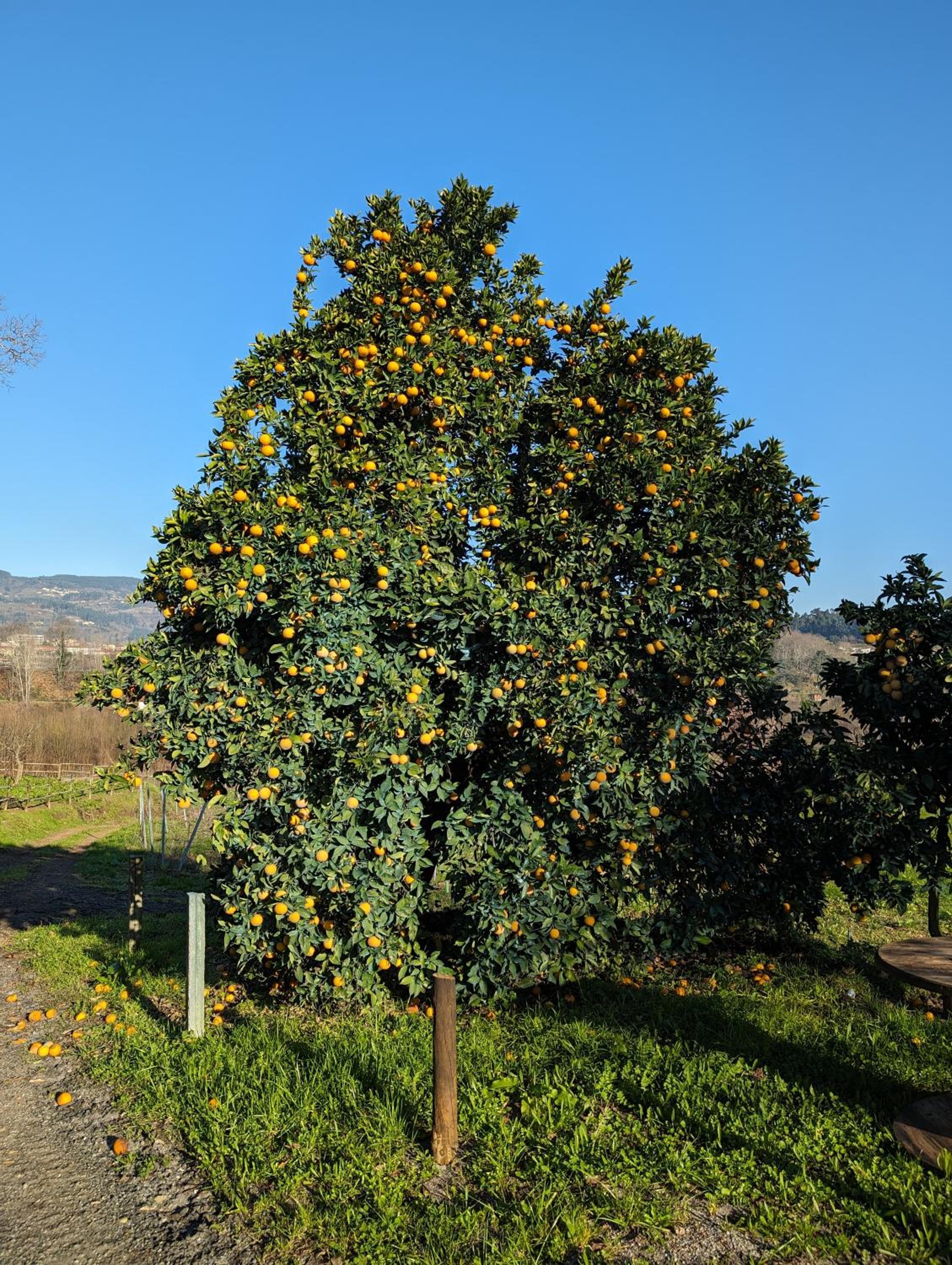 Photo 43