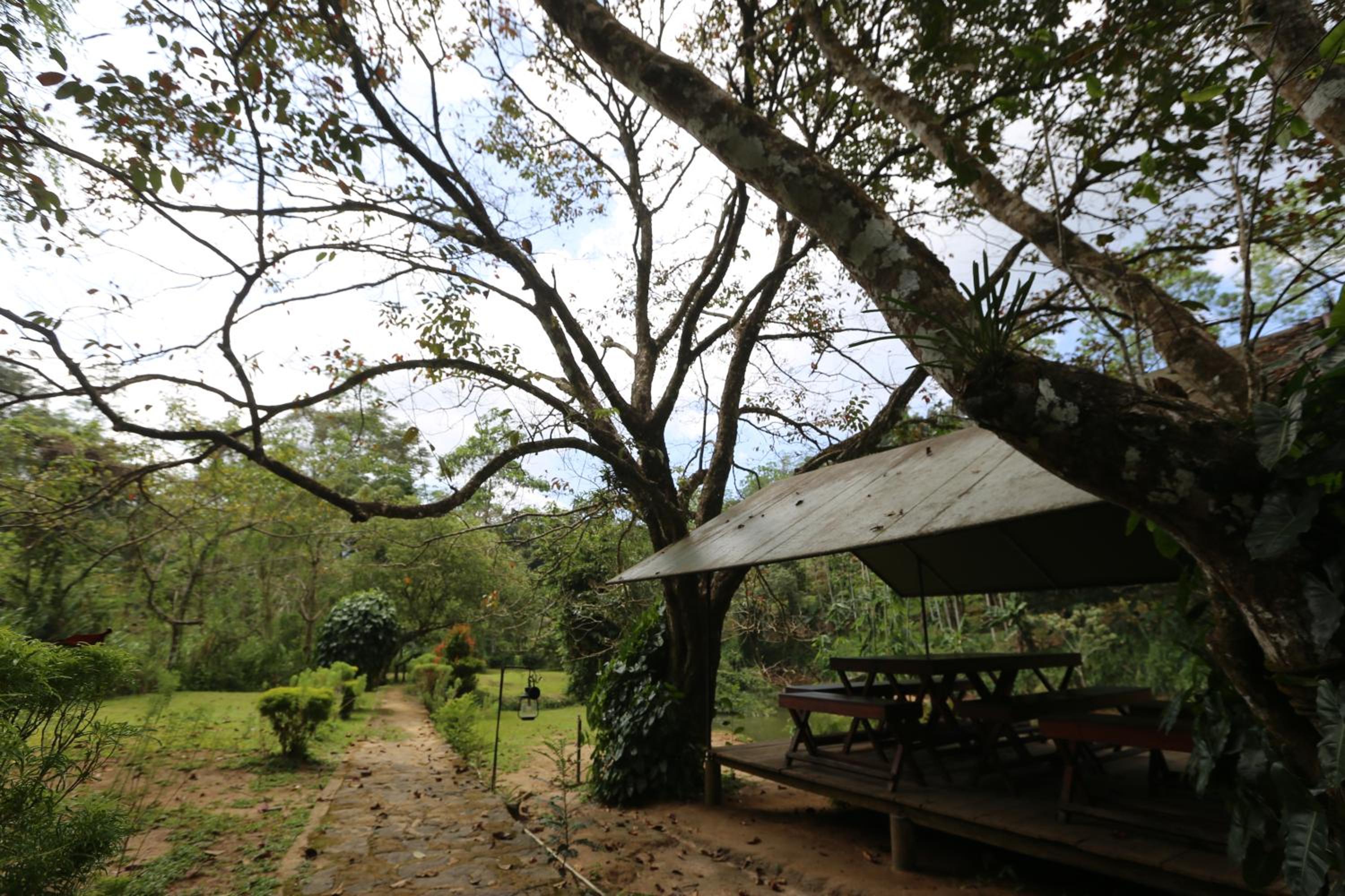 360 Rainforest view 3