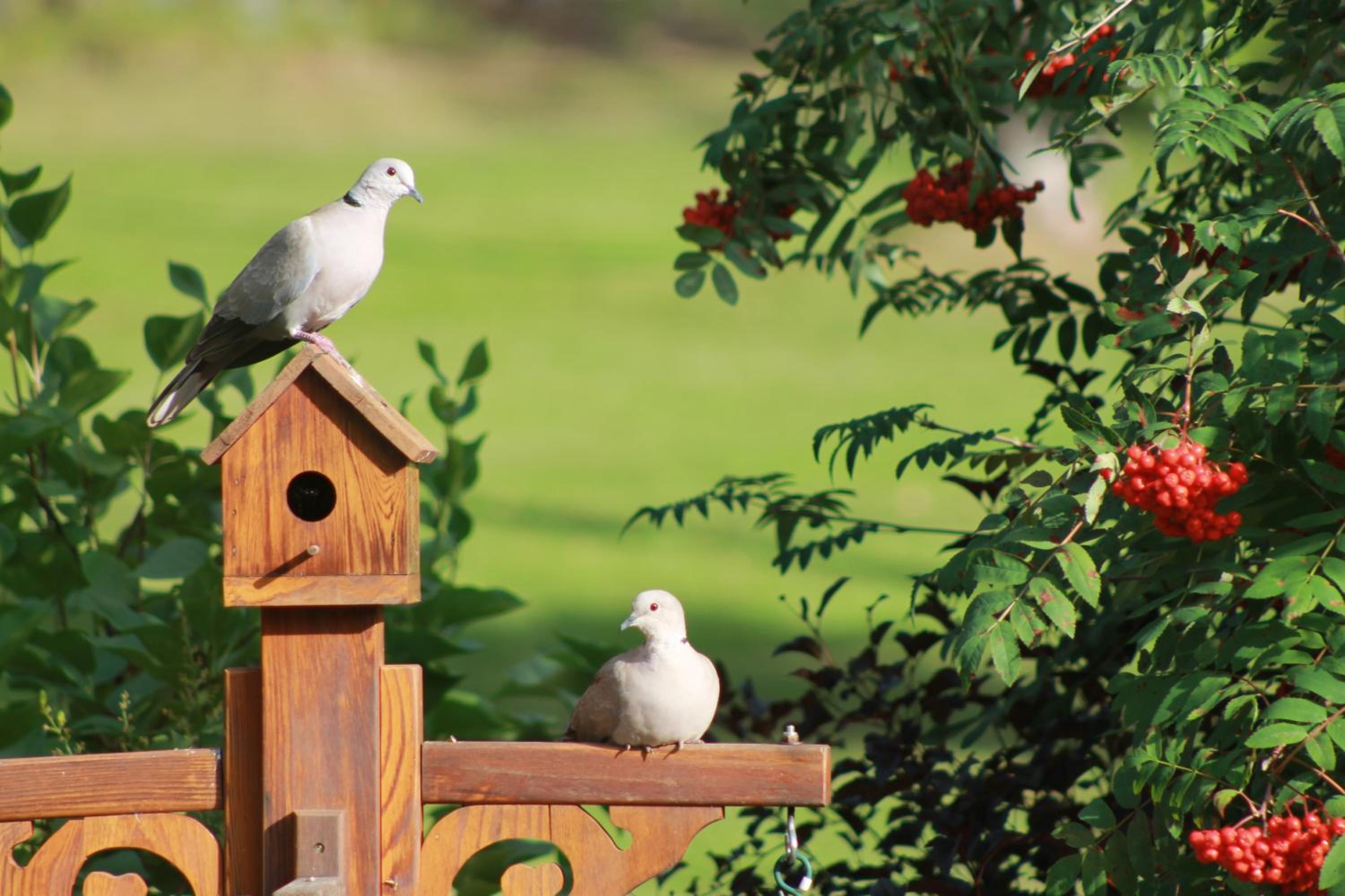 Remo Ridge Bed N Breakfast