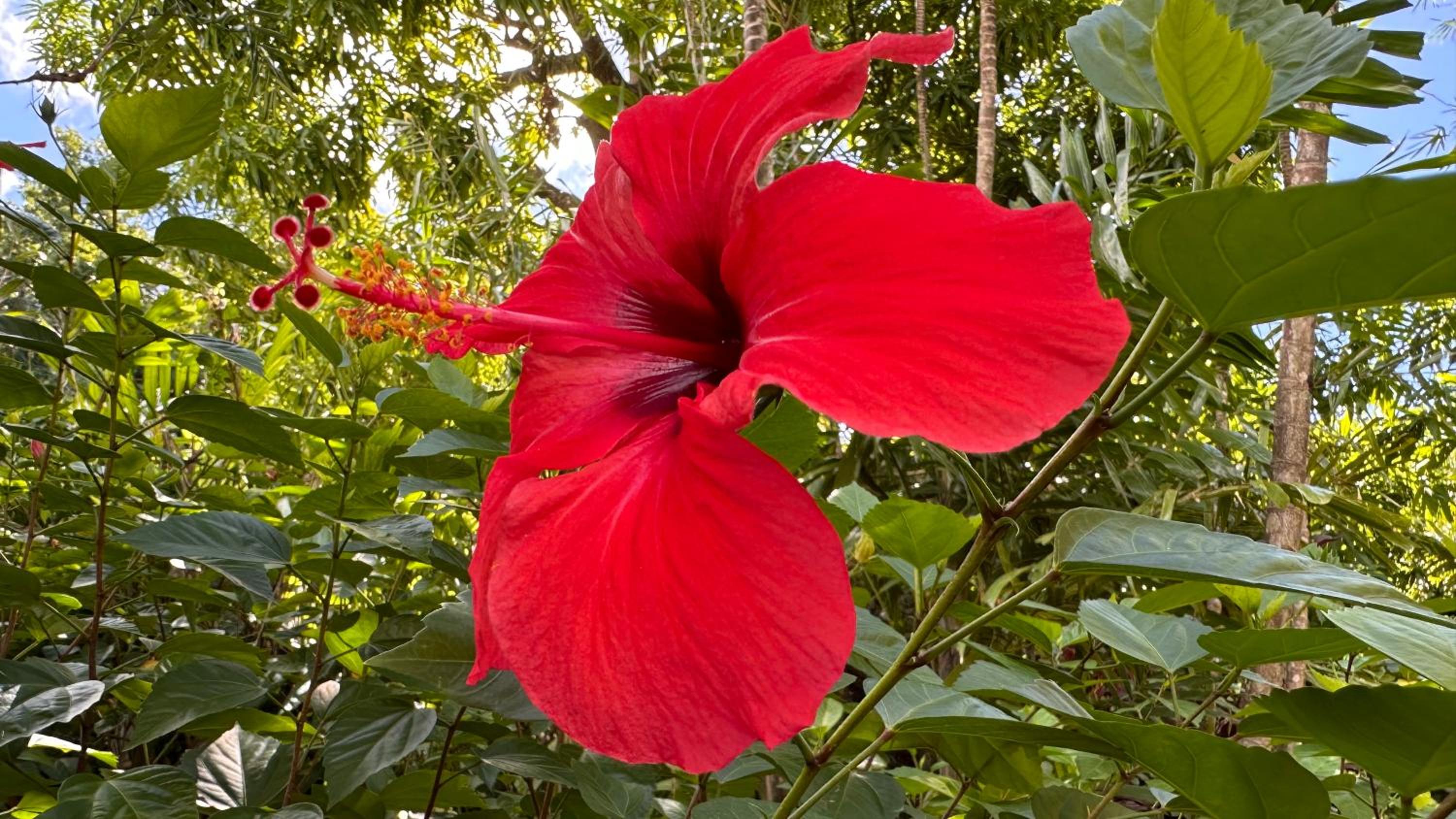 L'HIBISCUS rénové Sept 2025