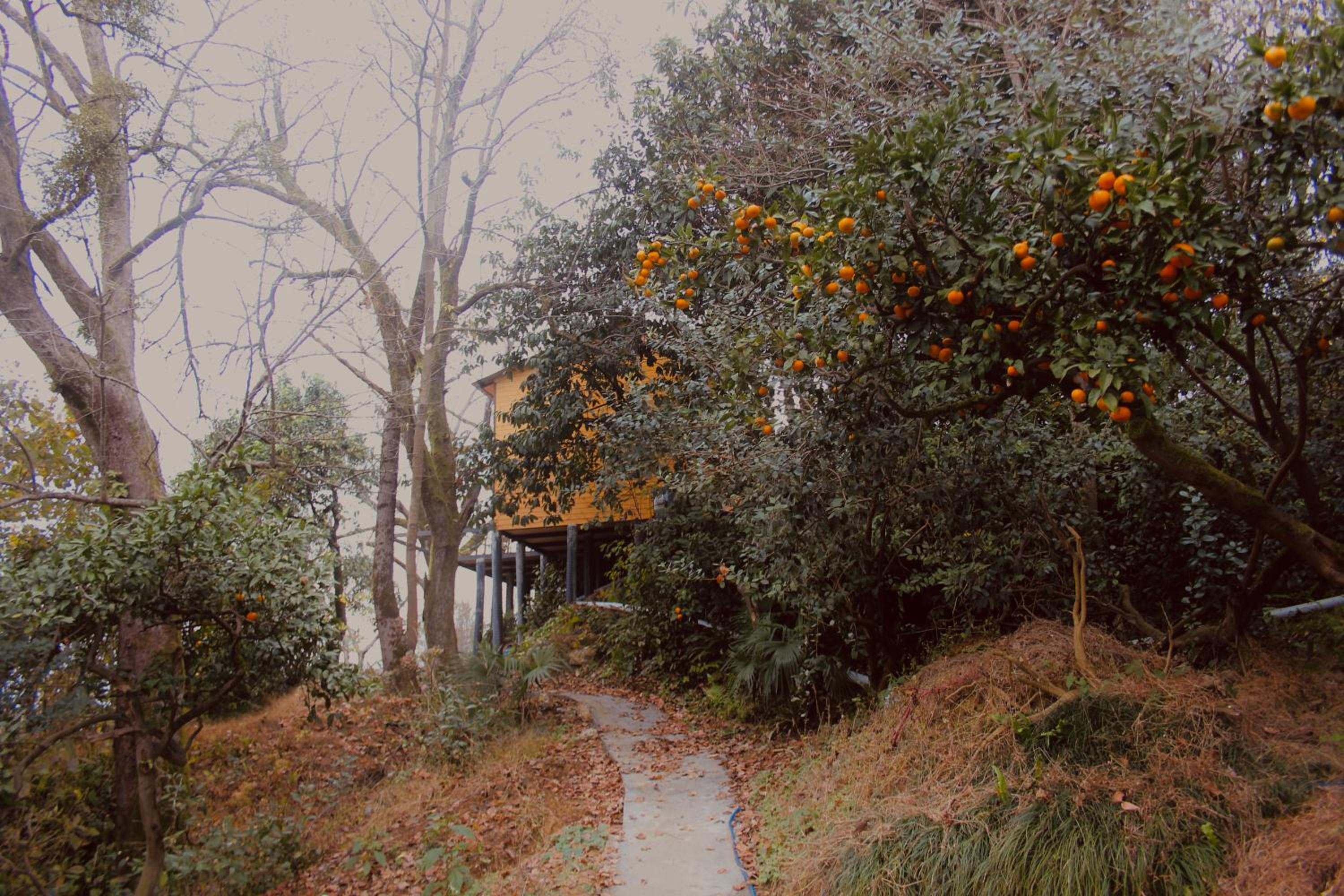 ANANIA Cottage