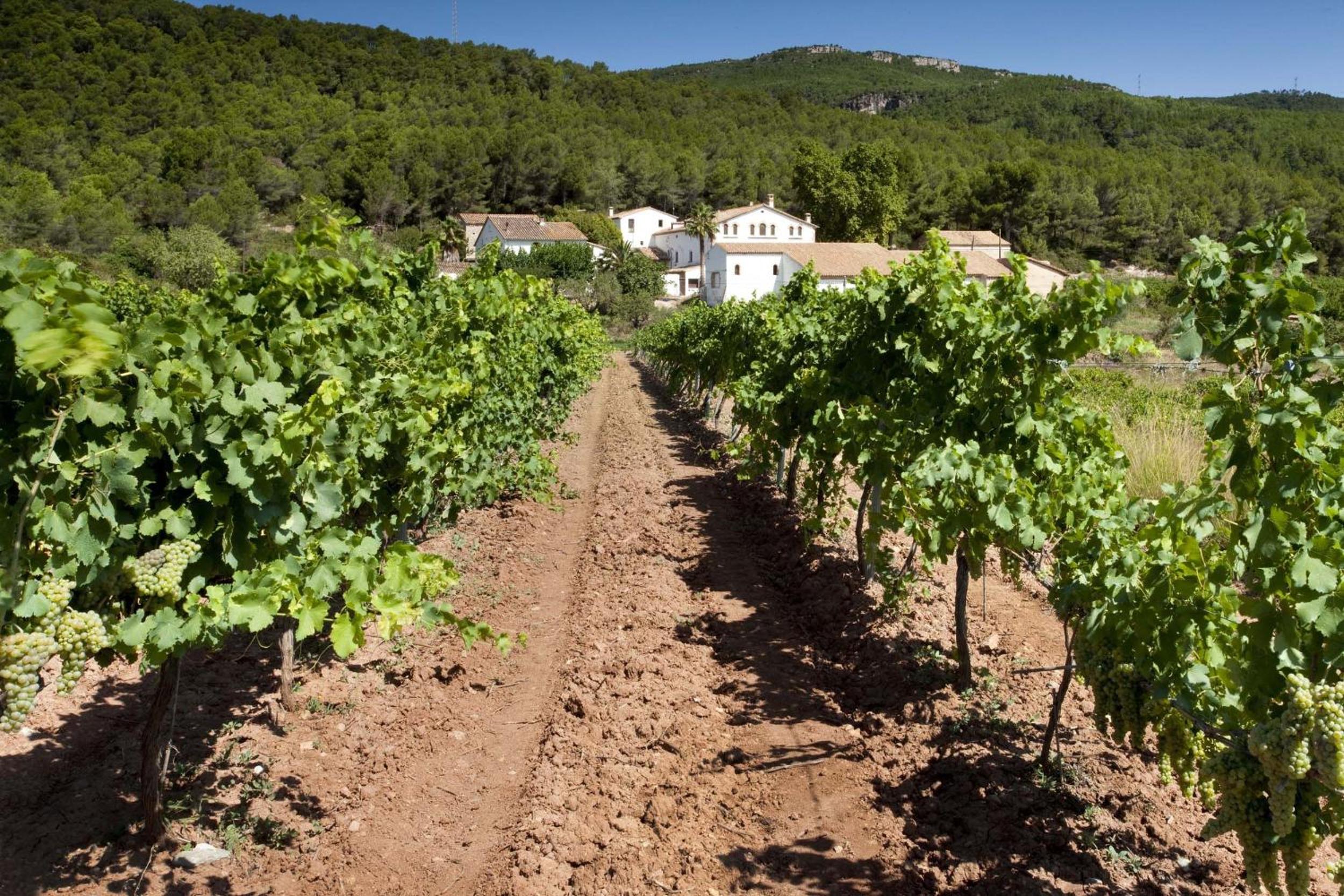 Finca Can Romeu: alojamiento rural entre viñedos