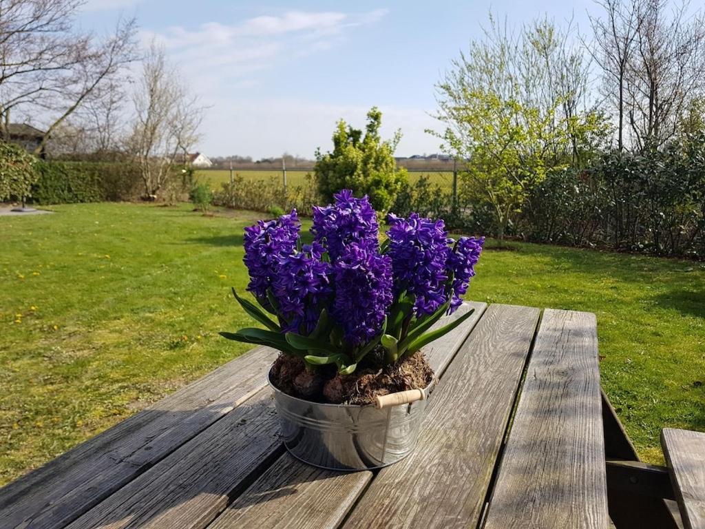Vakantiehuis bij strand Julianadorp, afgesloten tuin & hond welkom view 5