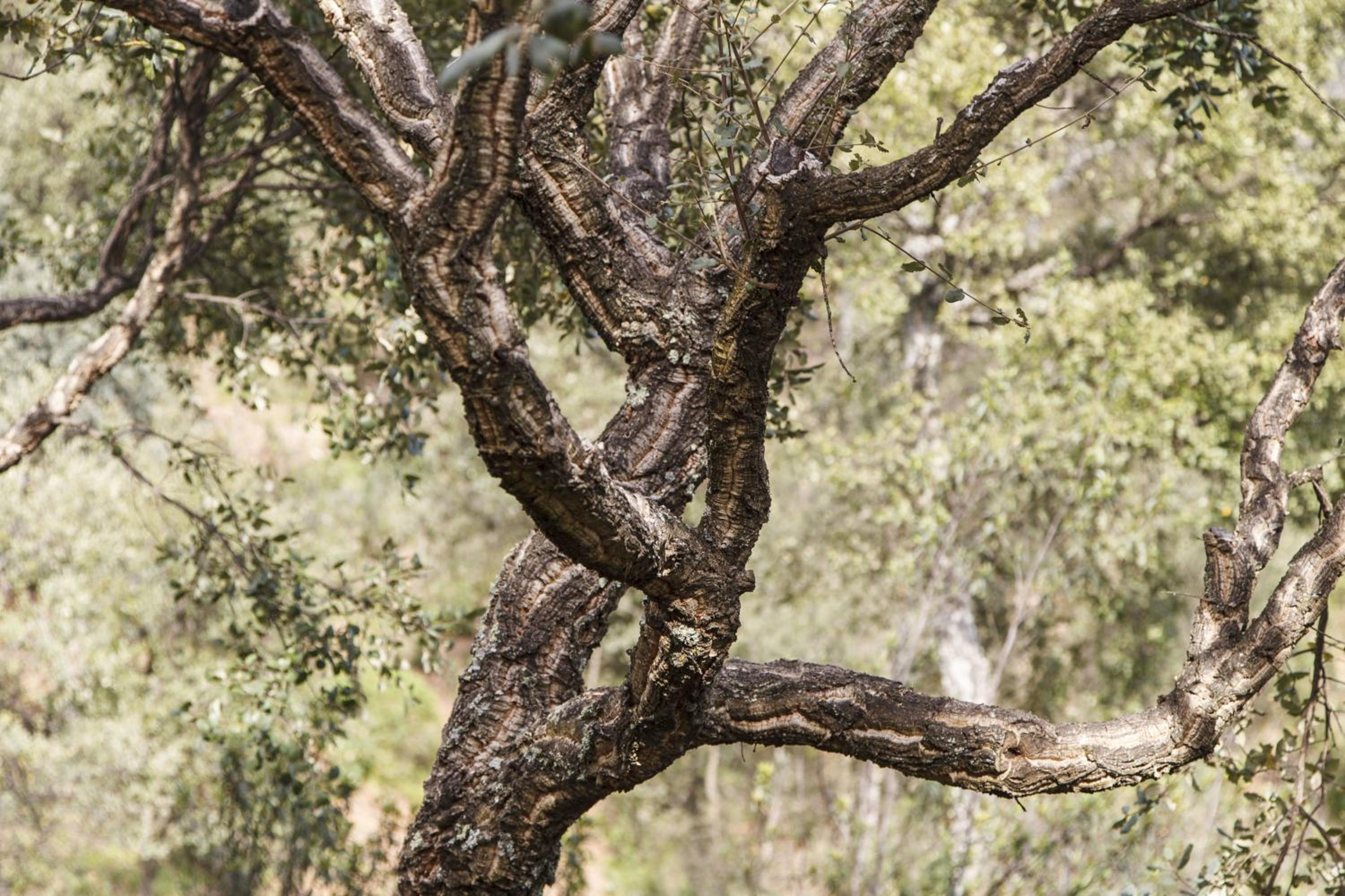 Finca La Fronda