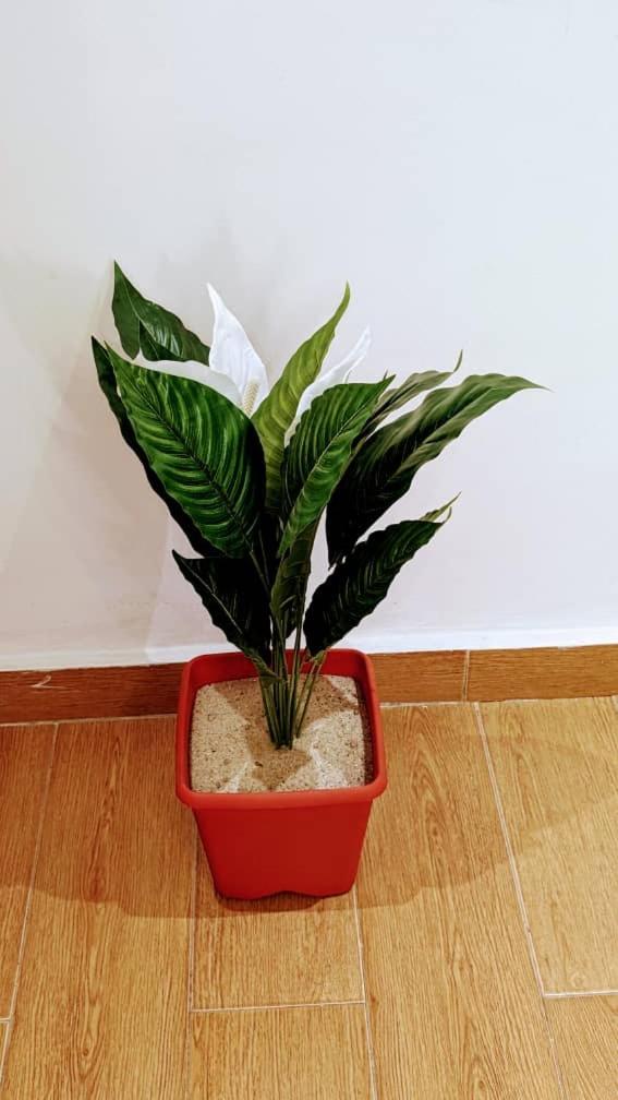 Timba agladeluxe