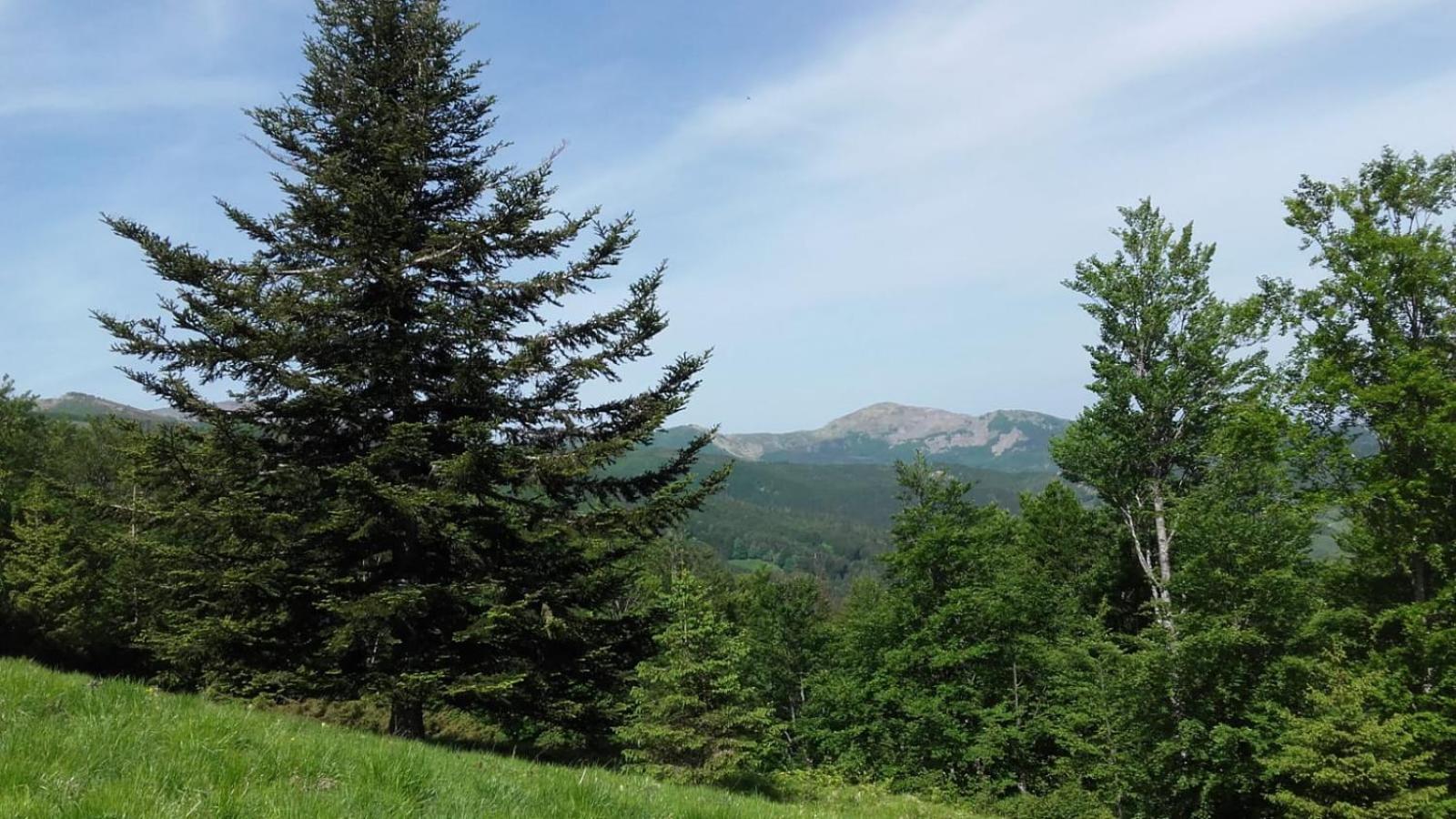 Monolocale Il Capriolo - Abetone