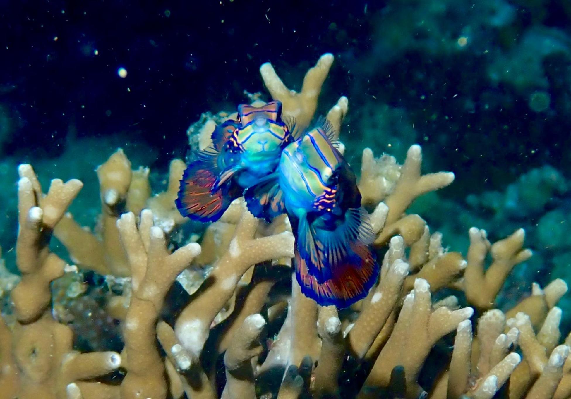 Little Mermaid Dive Resort