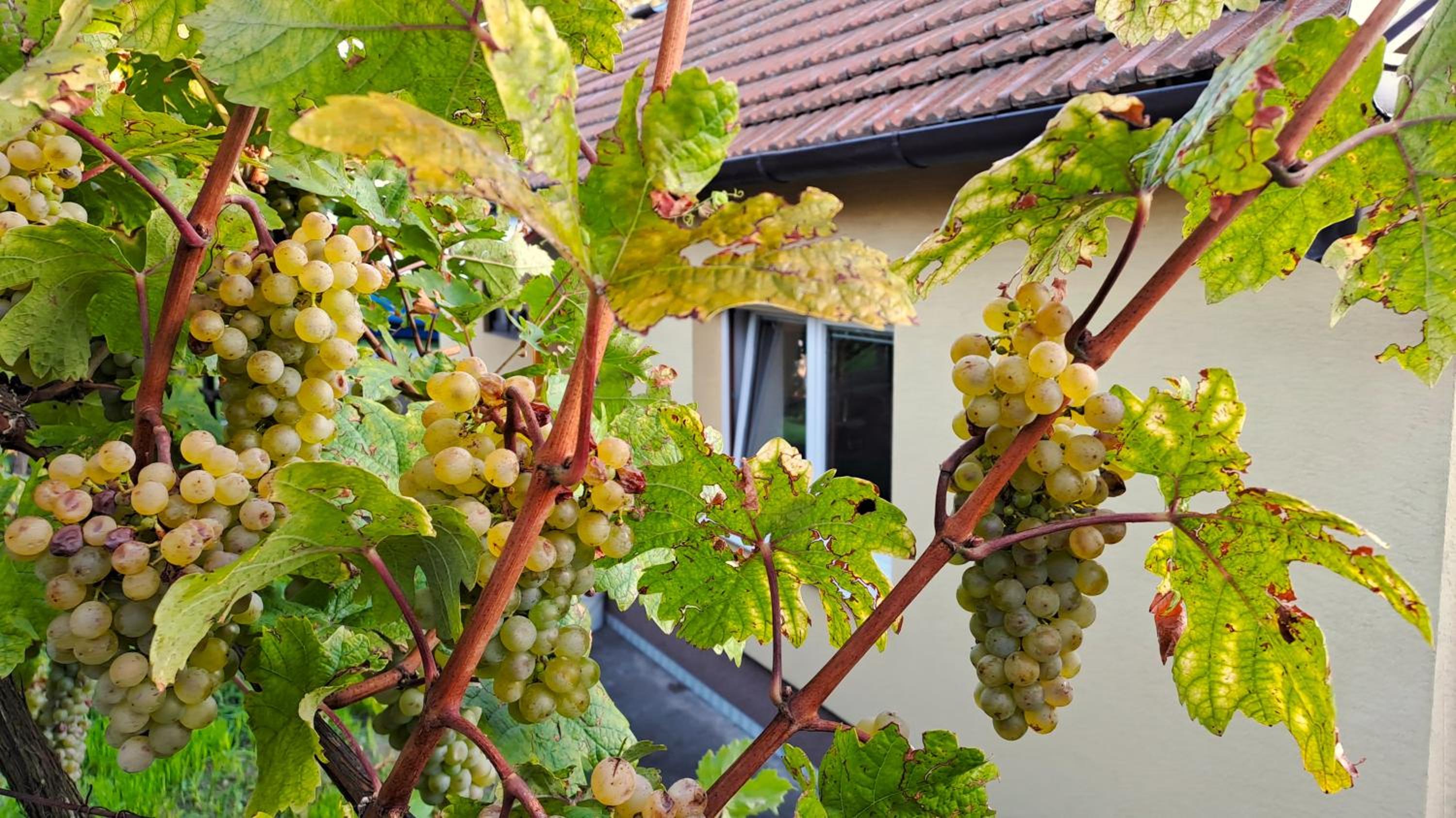 Domek na vinohradech