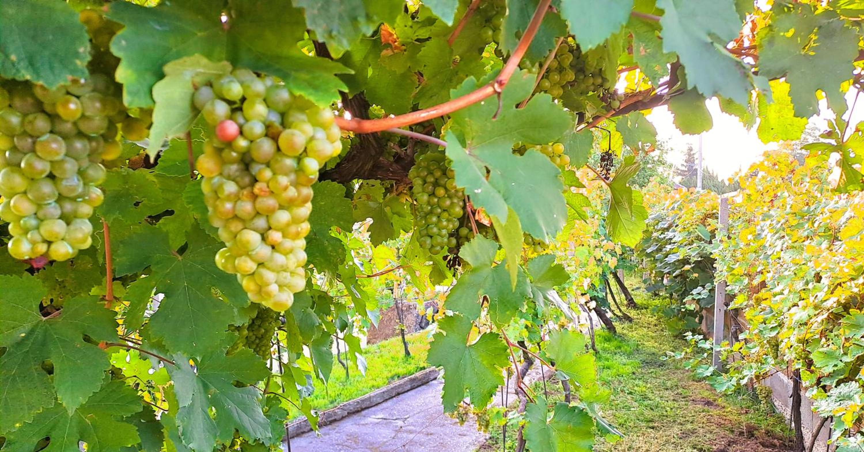 Domek na vinohradech