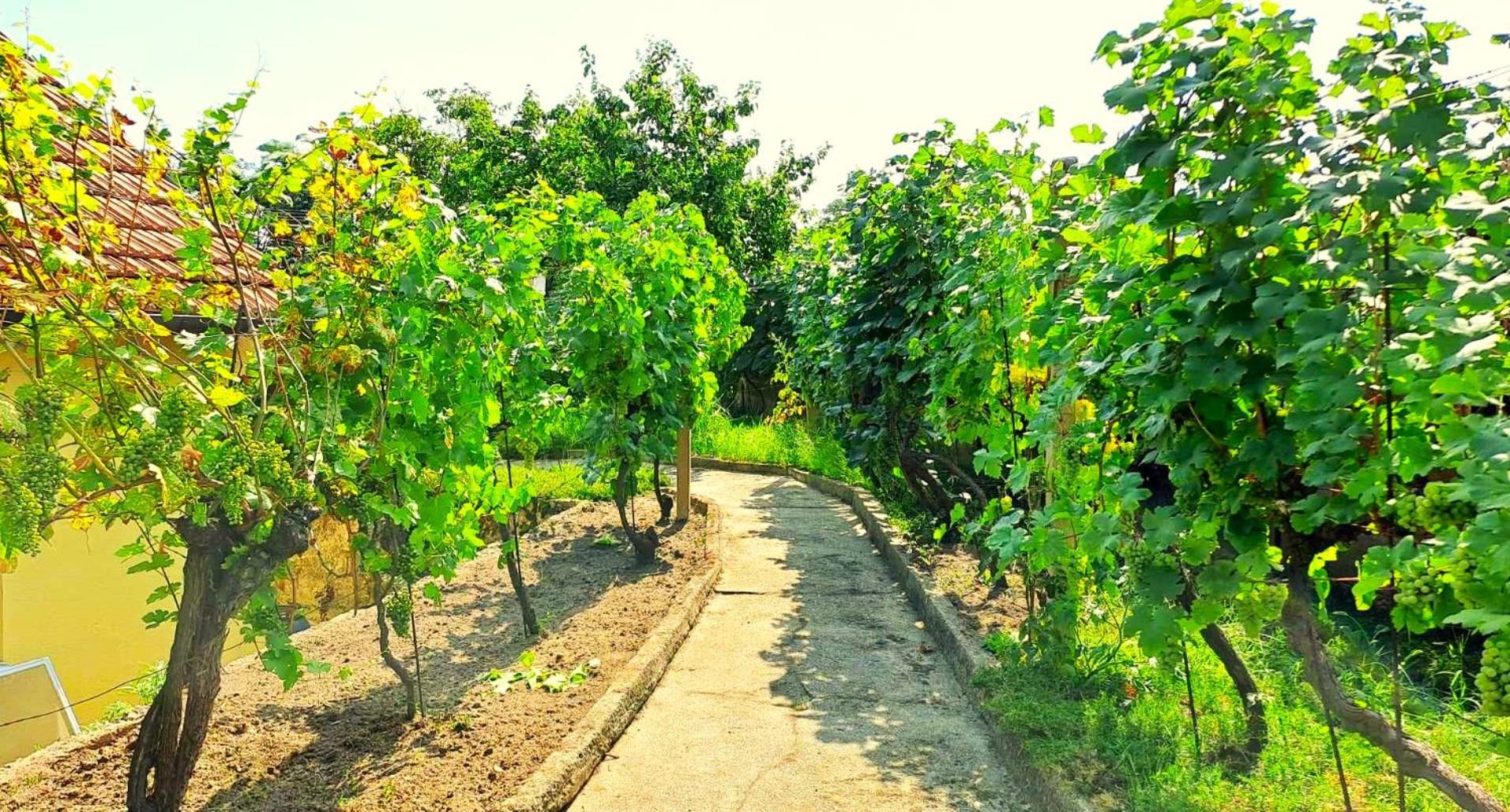 Domek na vinohradech