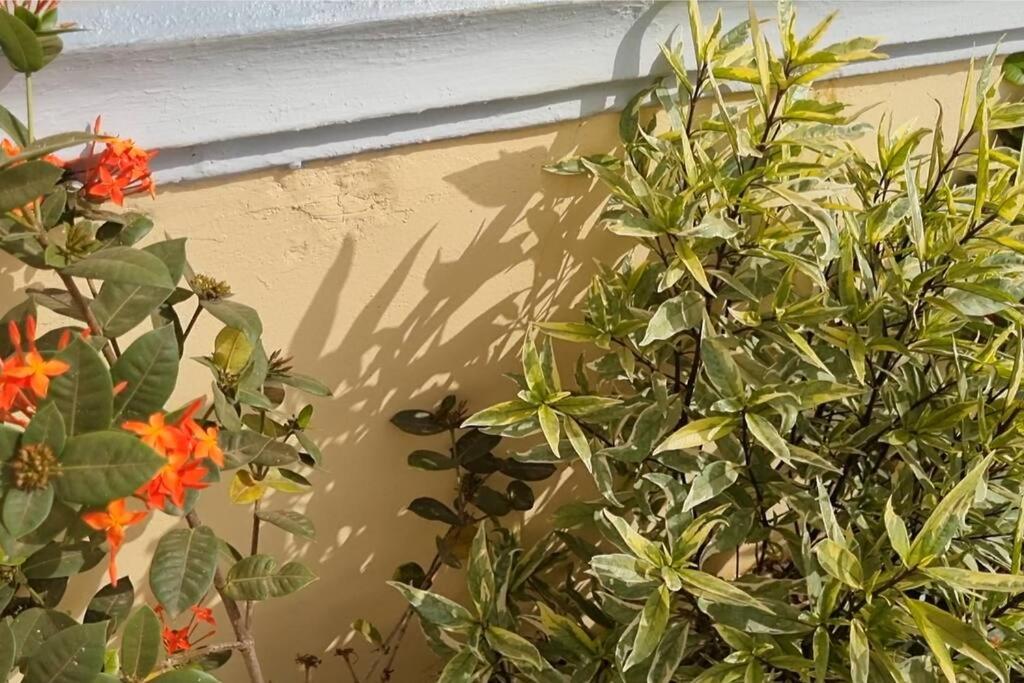 Résidence Schilo - appartement équipé avec piscine privée et rooftop