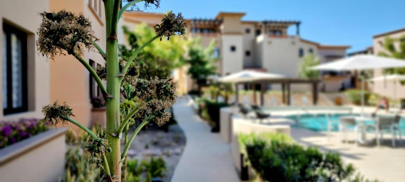 Amazing 2BR Pool/Jacuzzi/Beach/ Resort/10Min Cabo view 3