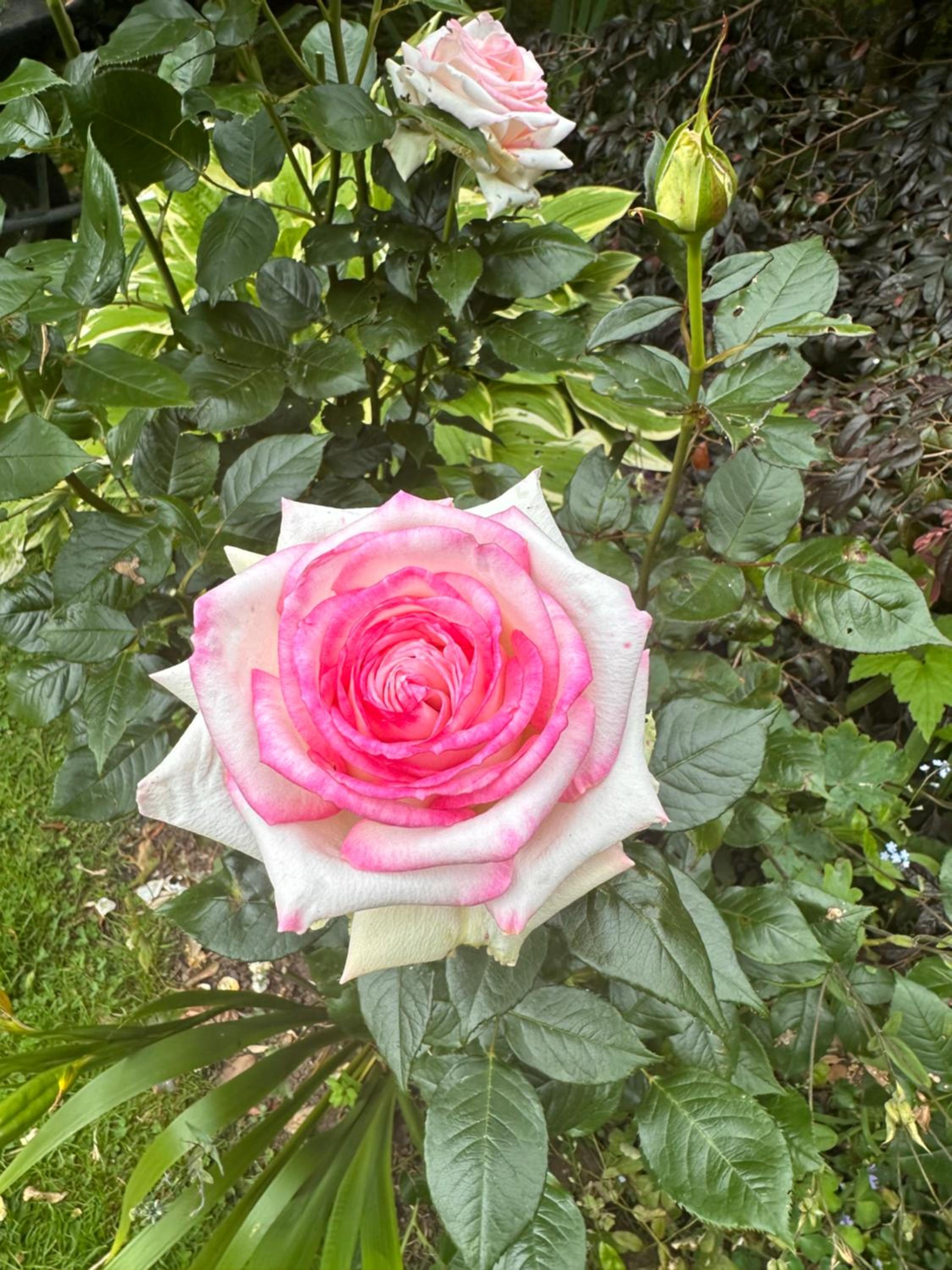 Photo 25