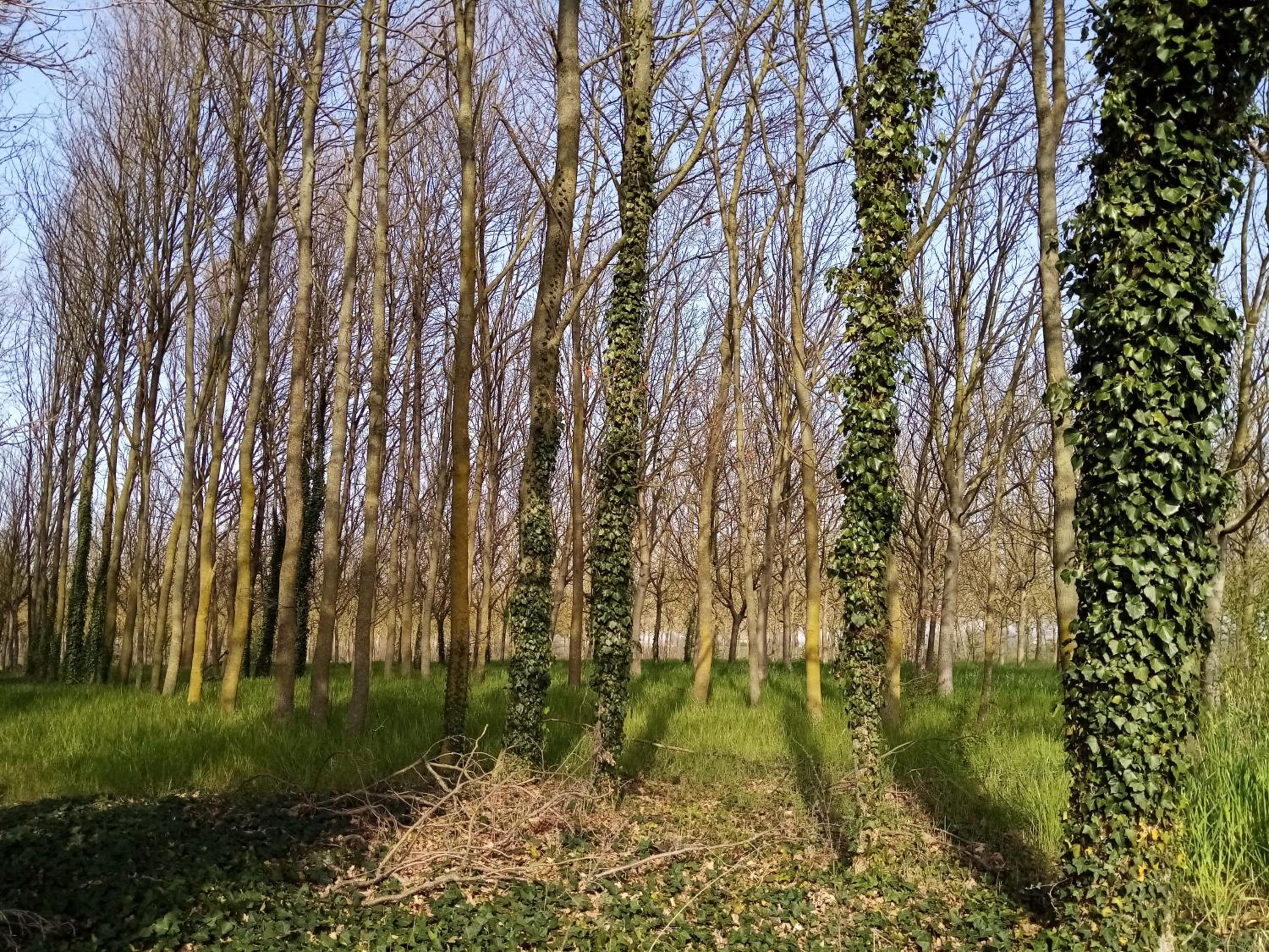 Photo 43