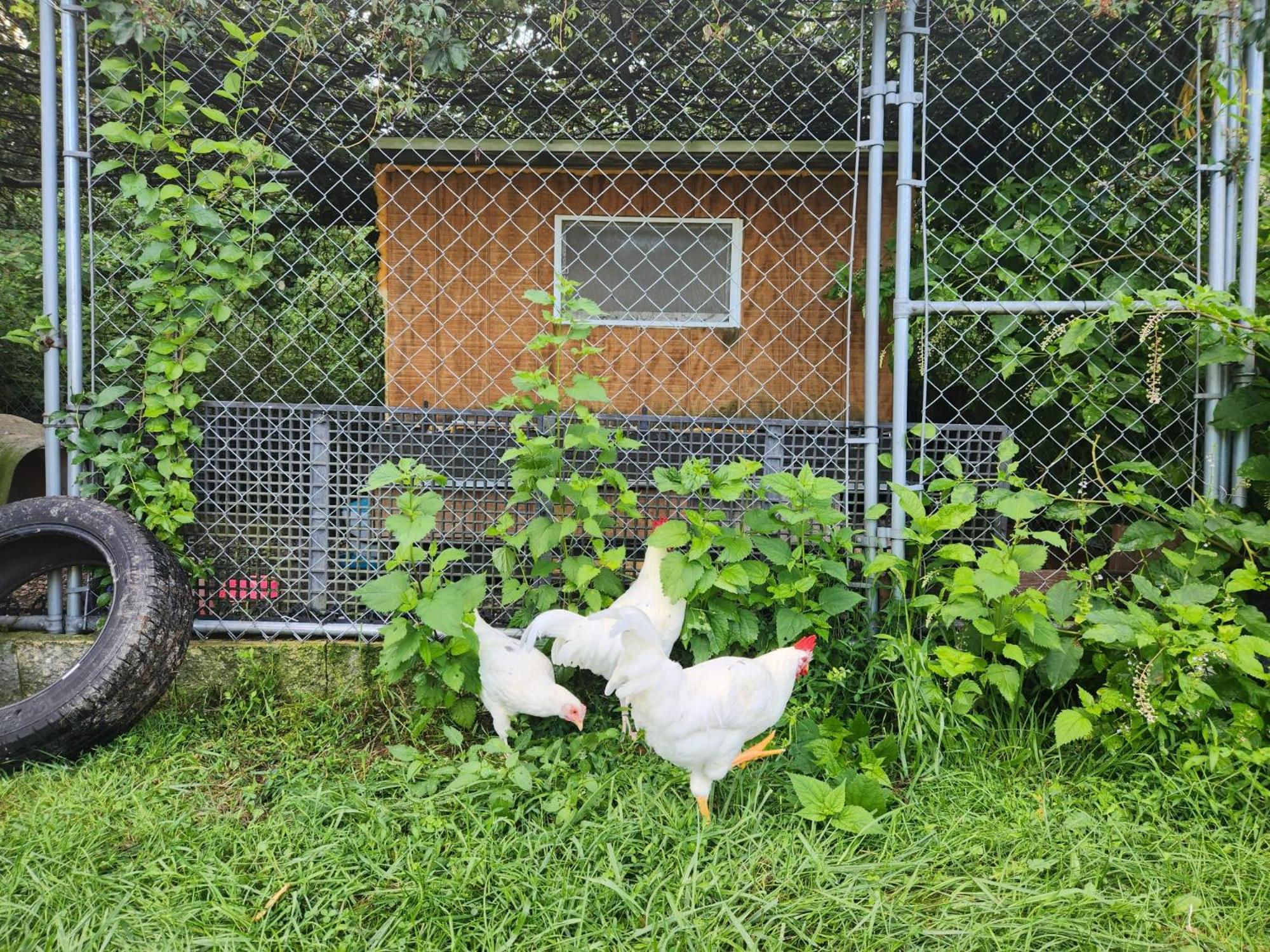 Photo 105