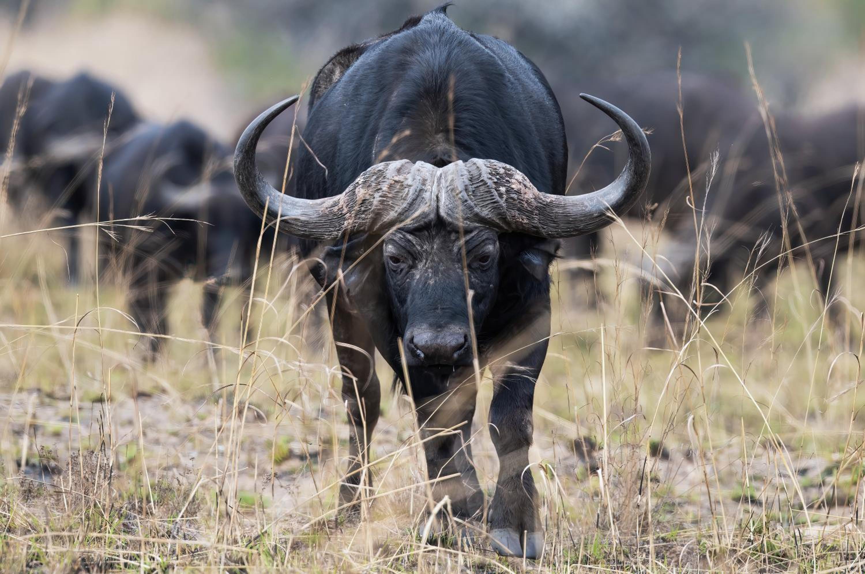 Valley Lodge - Babanango Game Reserve