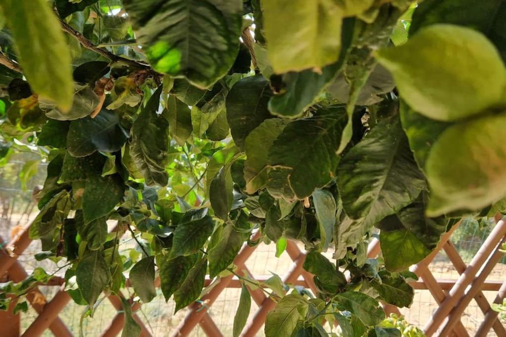 Photo 43