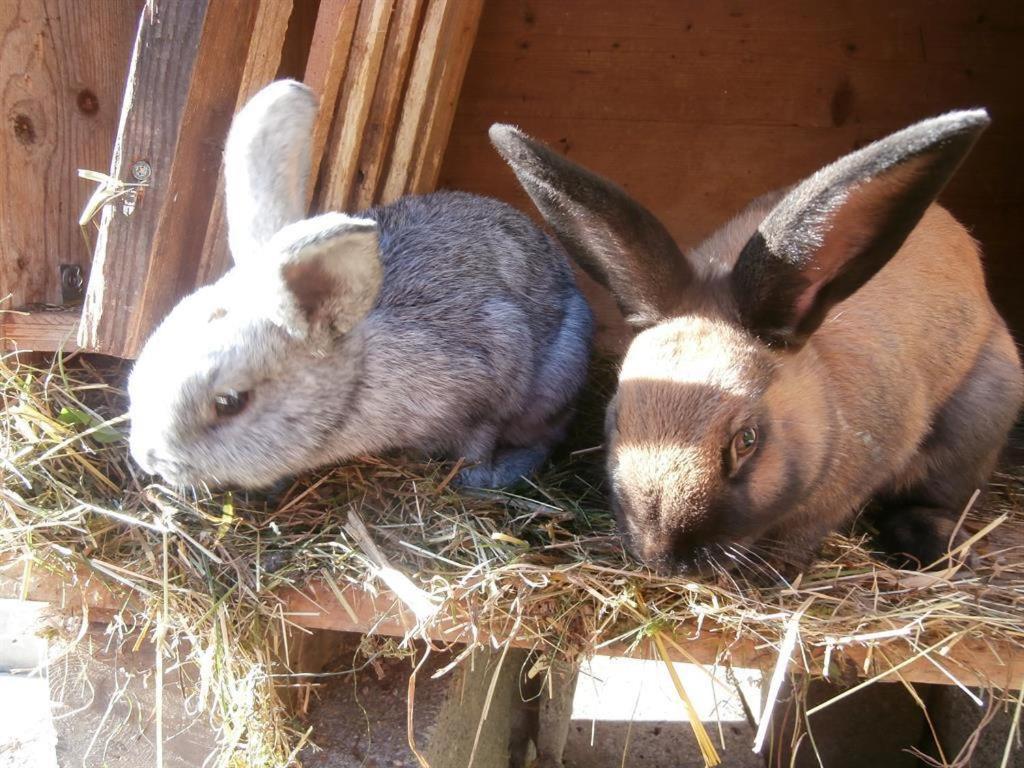 Photo 54