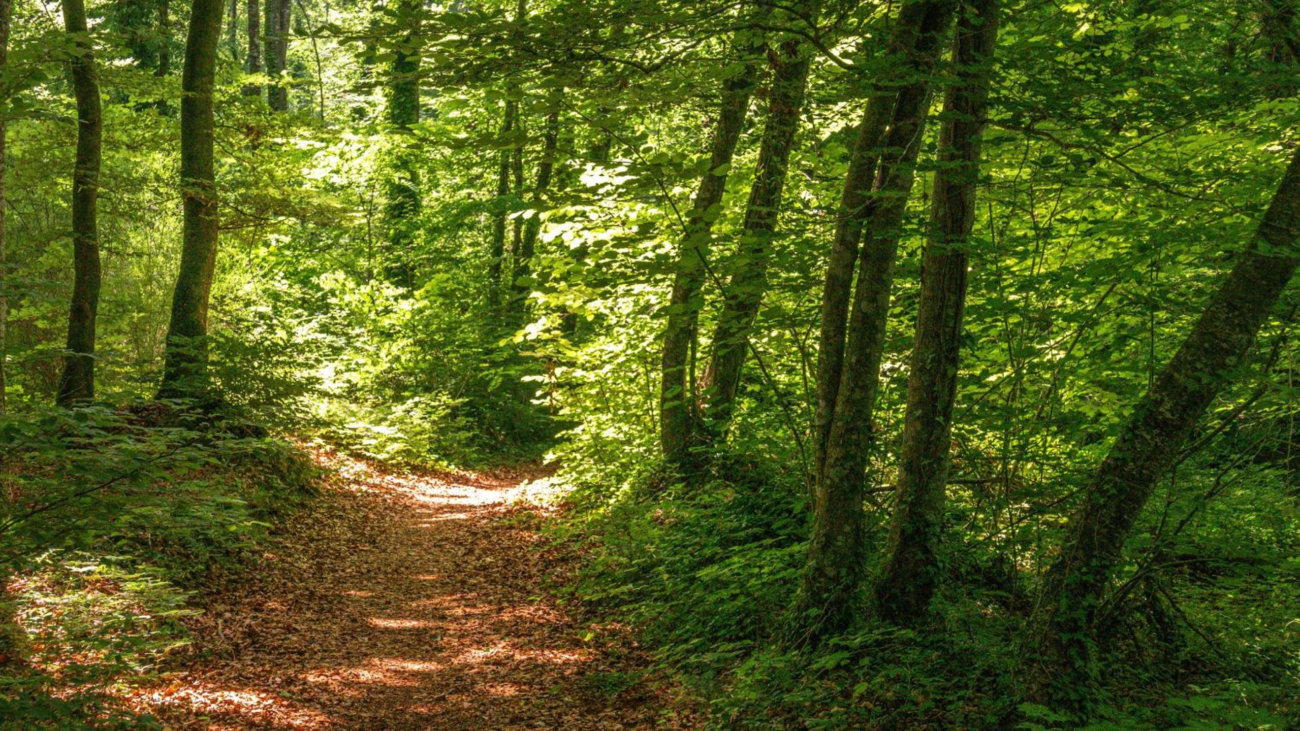 Majordoms Baseia - jardí i accés privat a La Fageda view 3