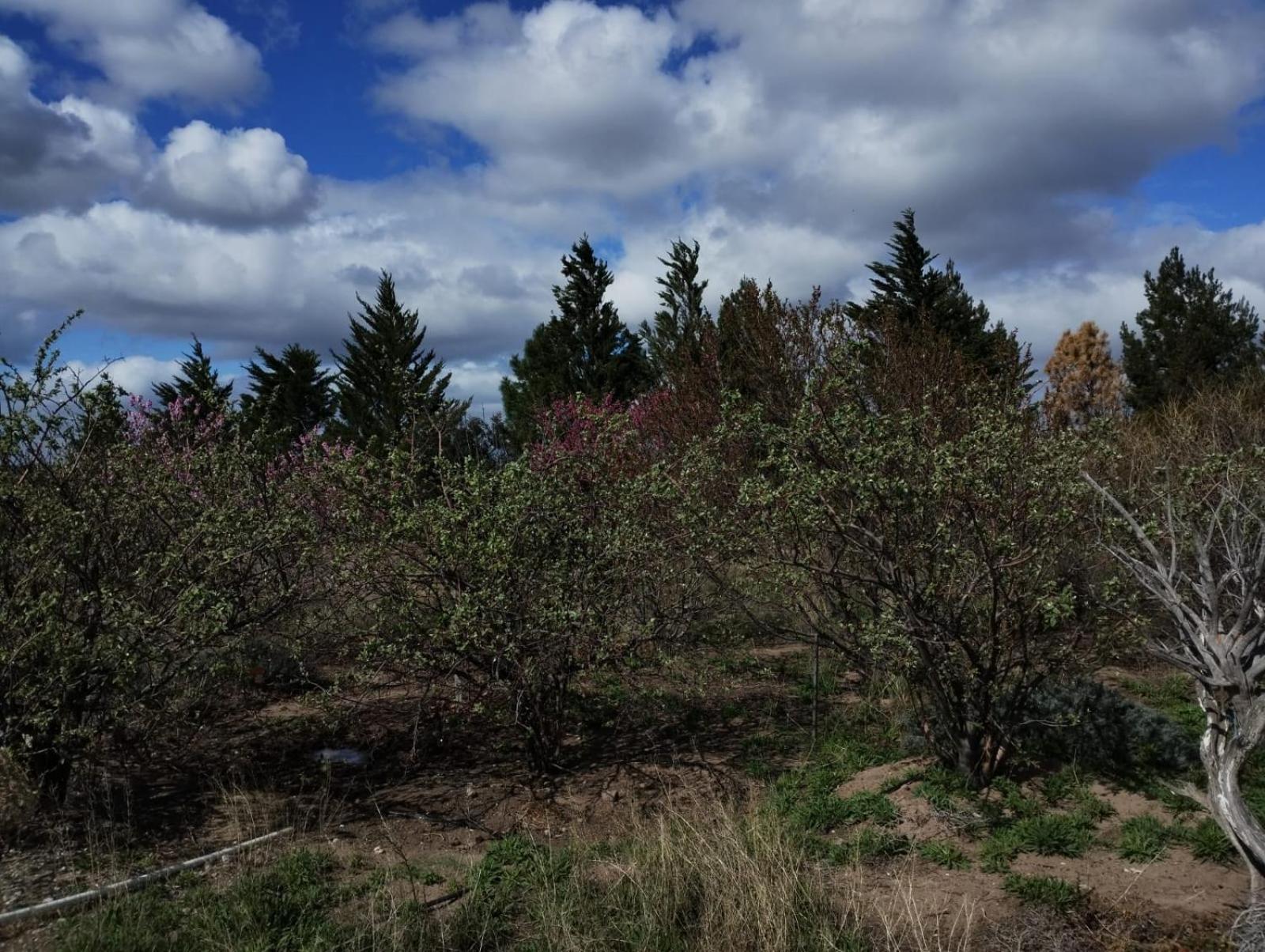 Tres Piquillines
