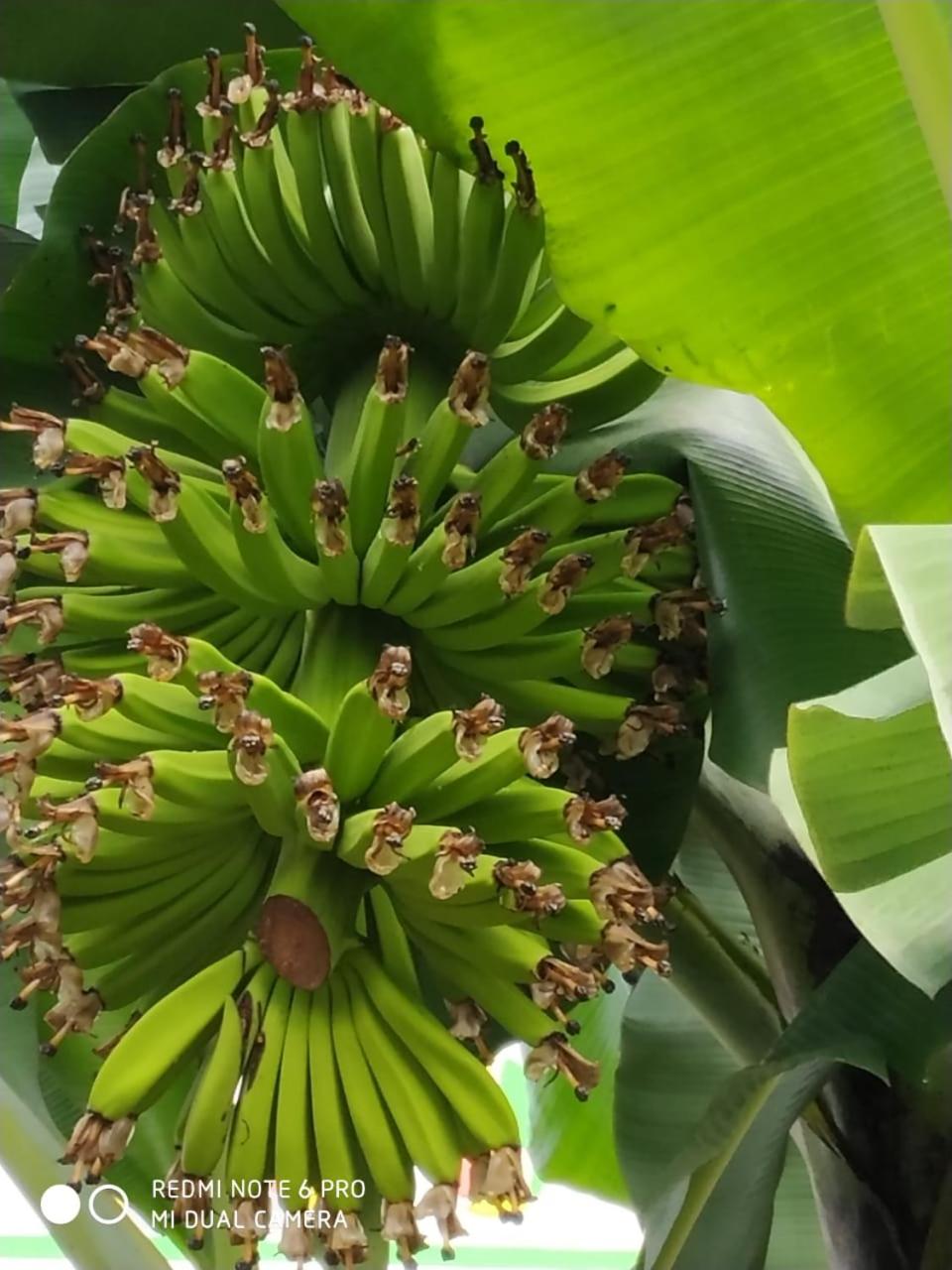 FINCA Casa Santa Rita Montenegro, la experiencia de la naturaleza y un buen cafe X 24