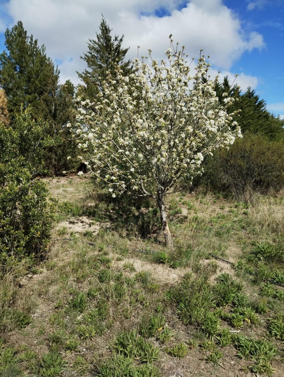 Tres Piquillines