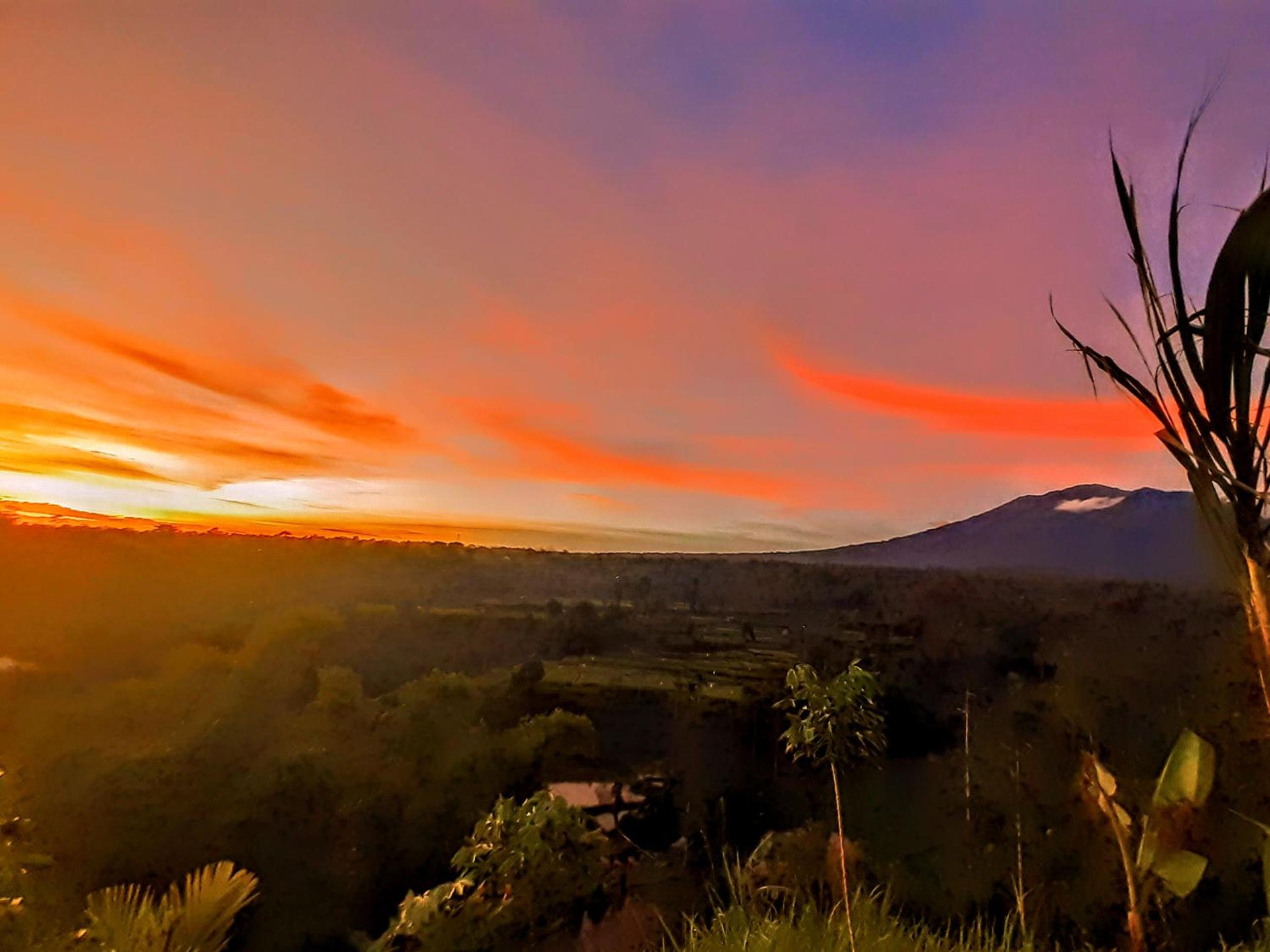Avocado homestay