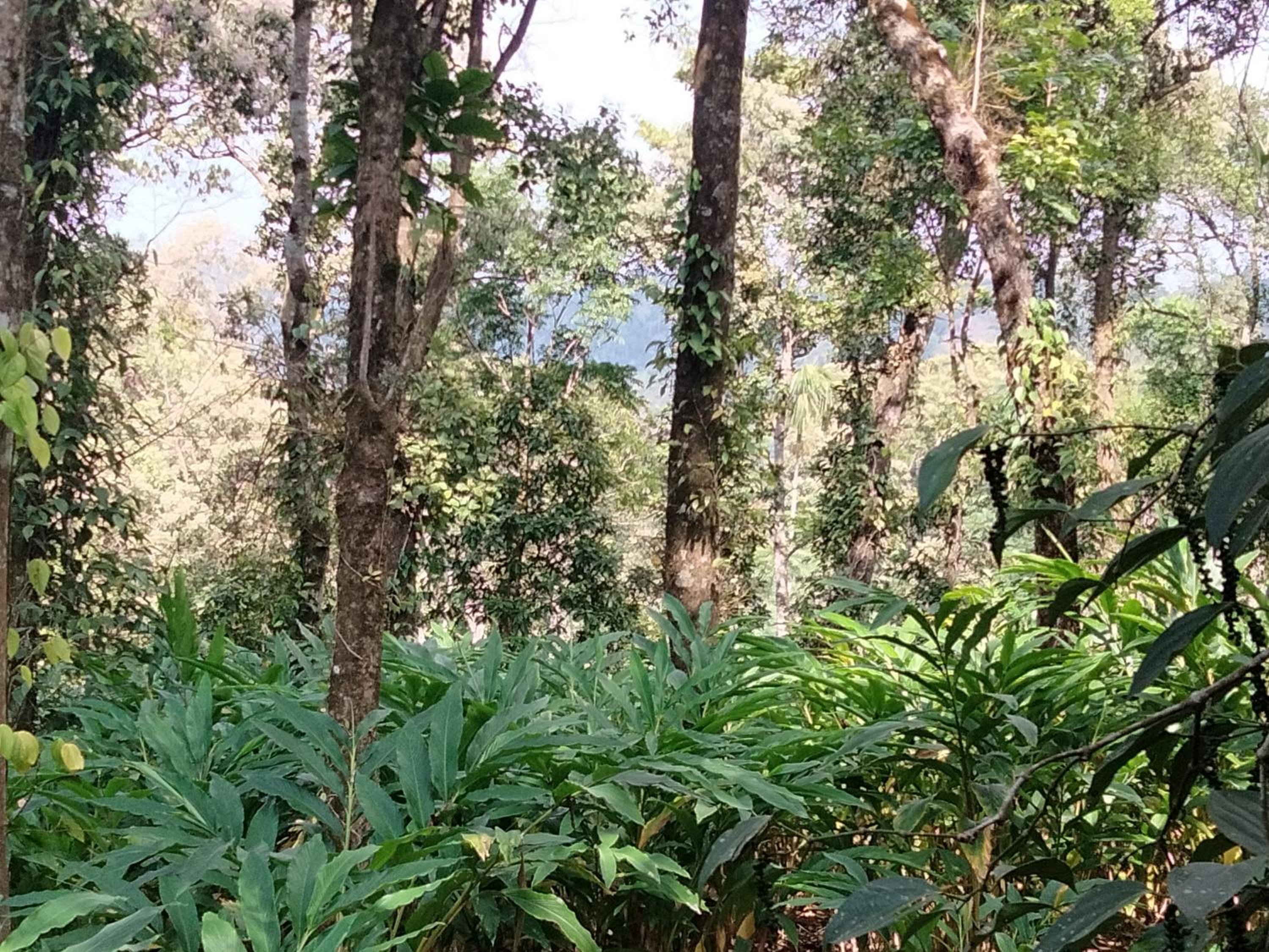 Spice Grow koinakkad vagamon view 2