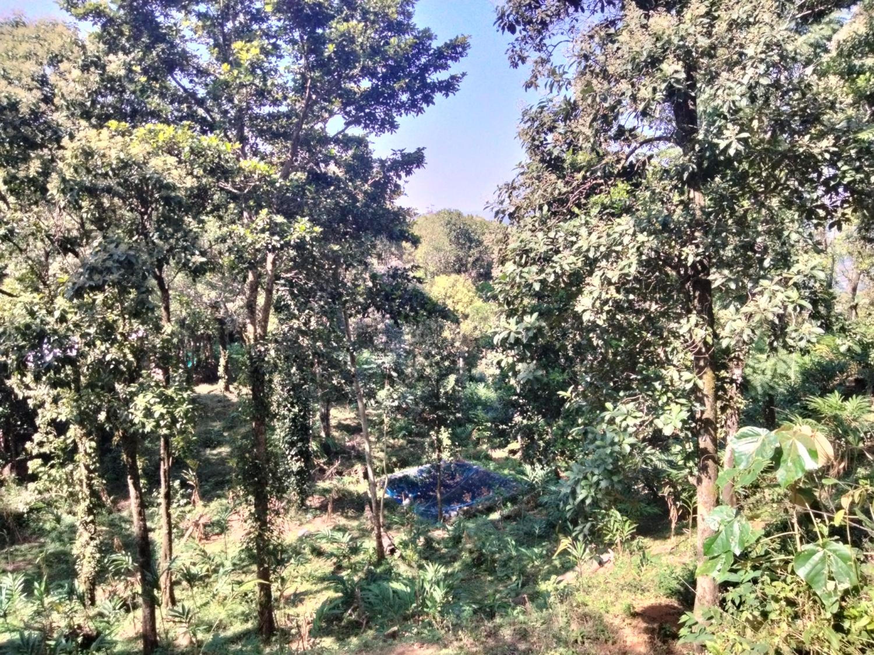 Spice Grow koinakkad vagamon view 4