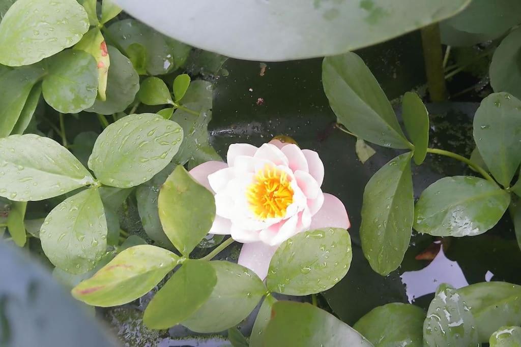 Photo 48