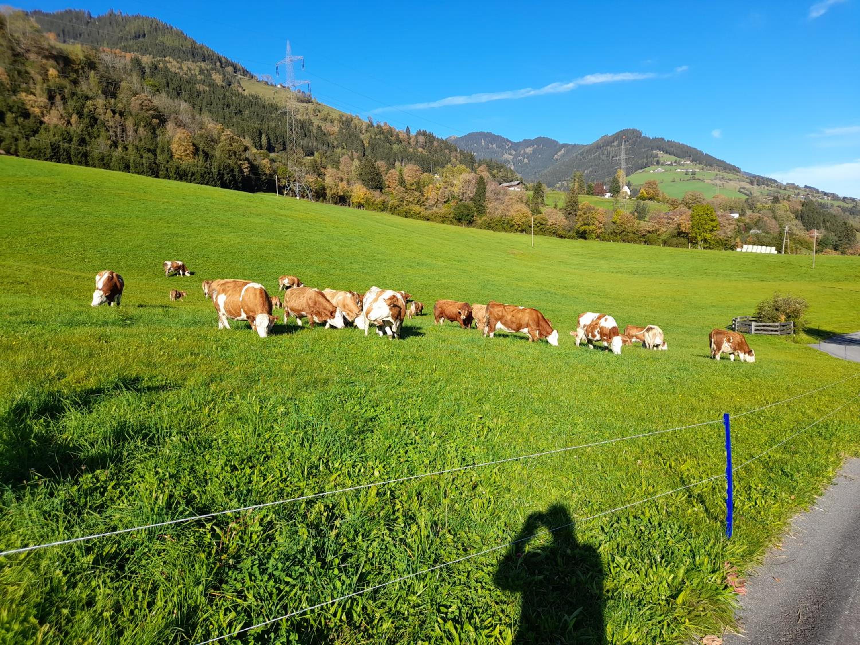 Viehhofgut