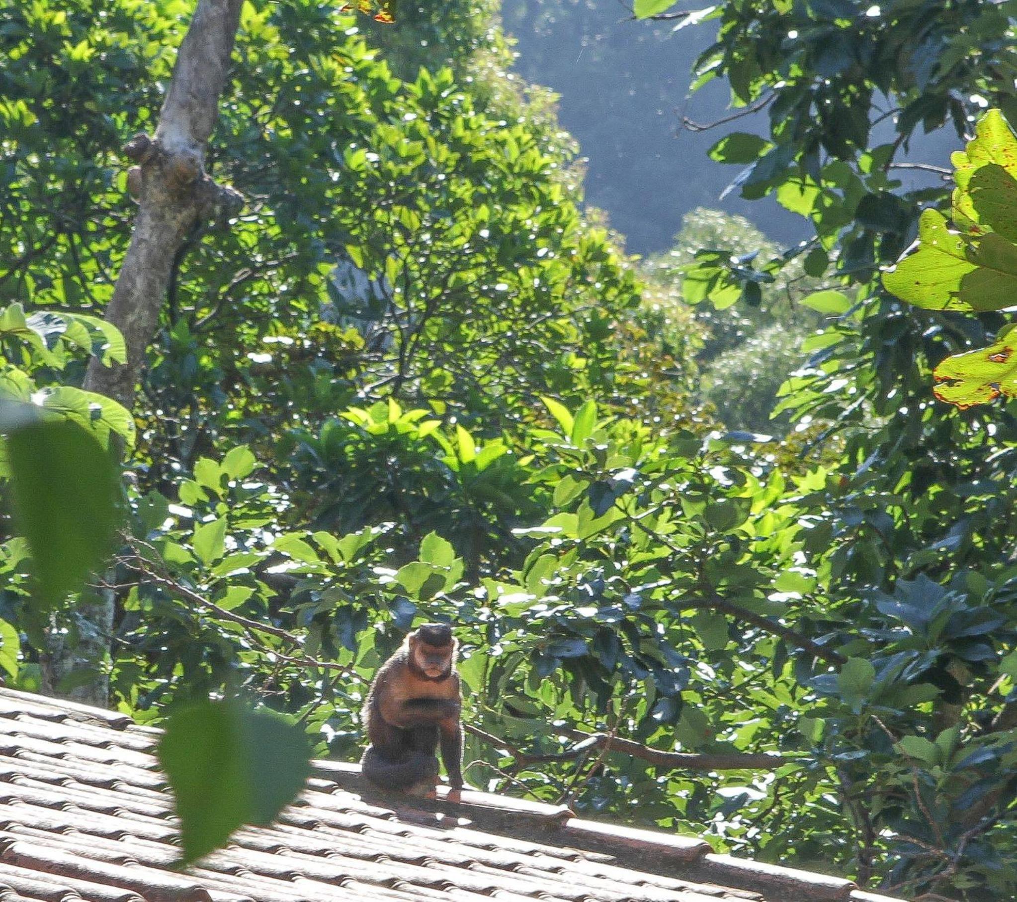 Les Jardins de Rio