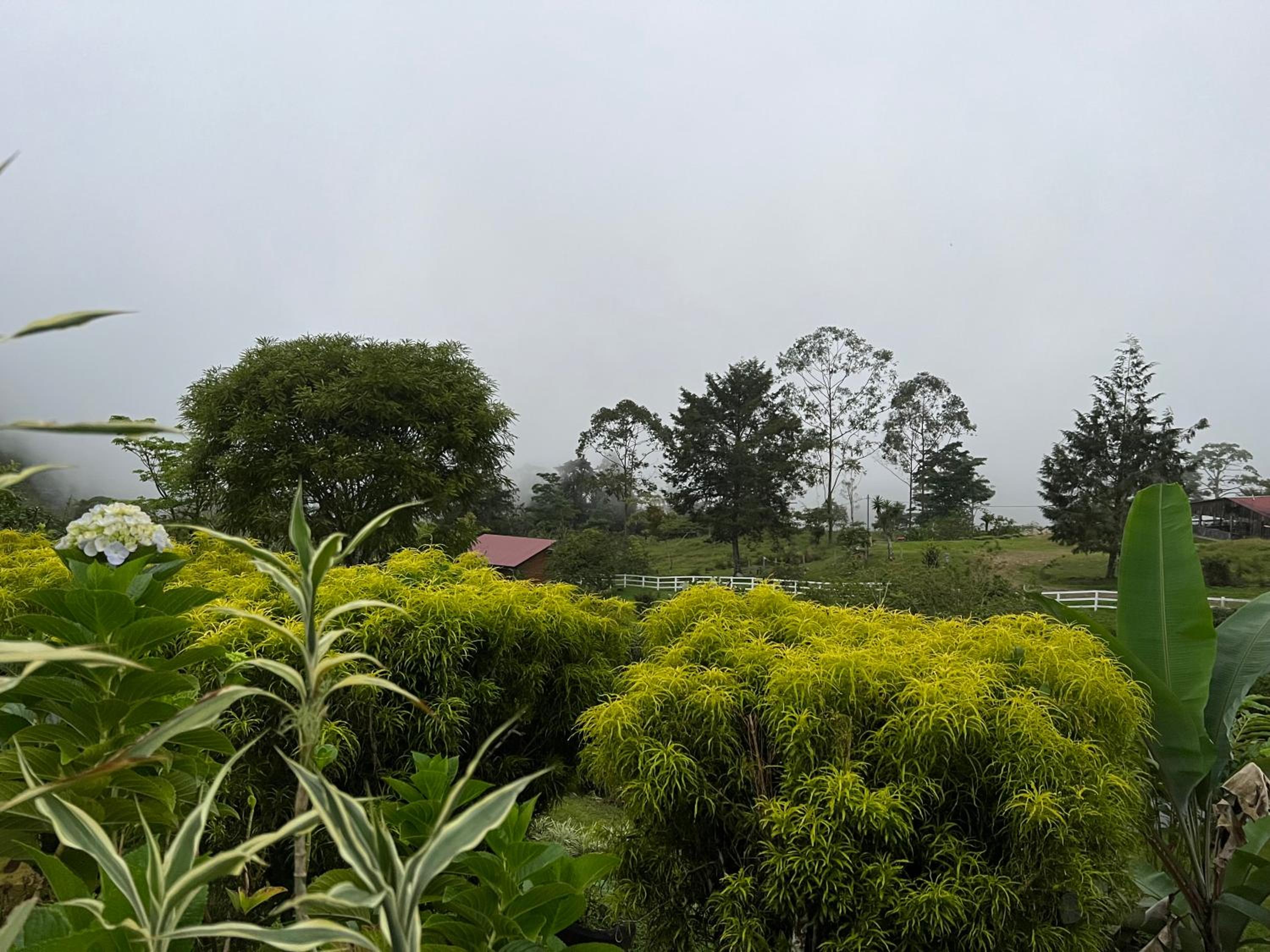 Rinconcito de Paz, Cedral, Pérez Zeledón