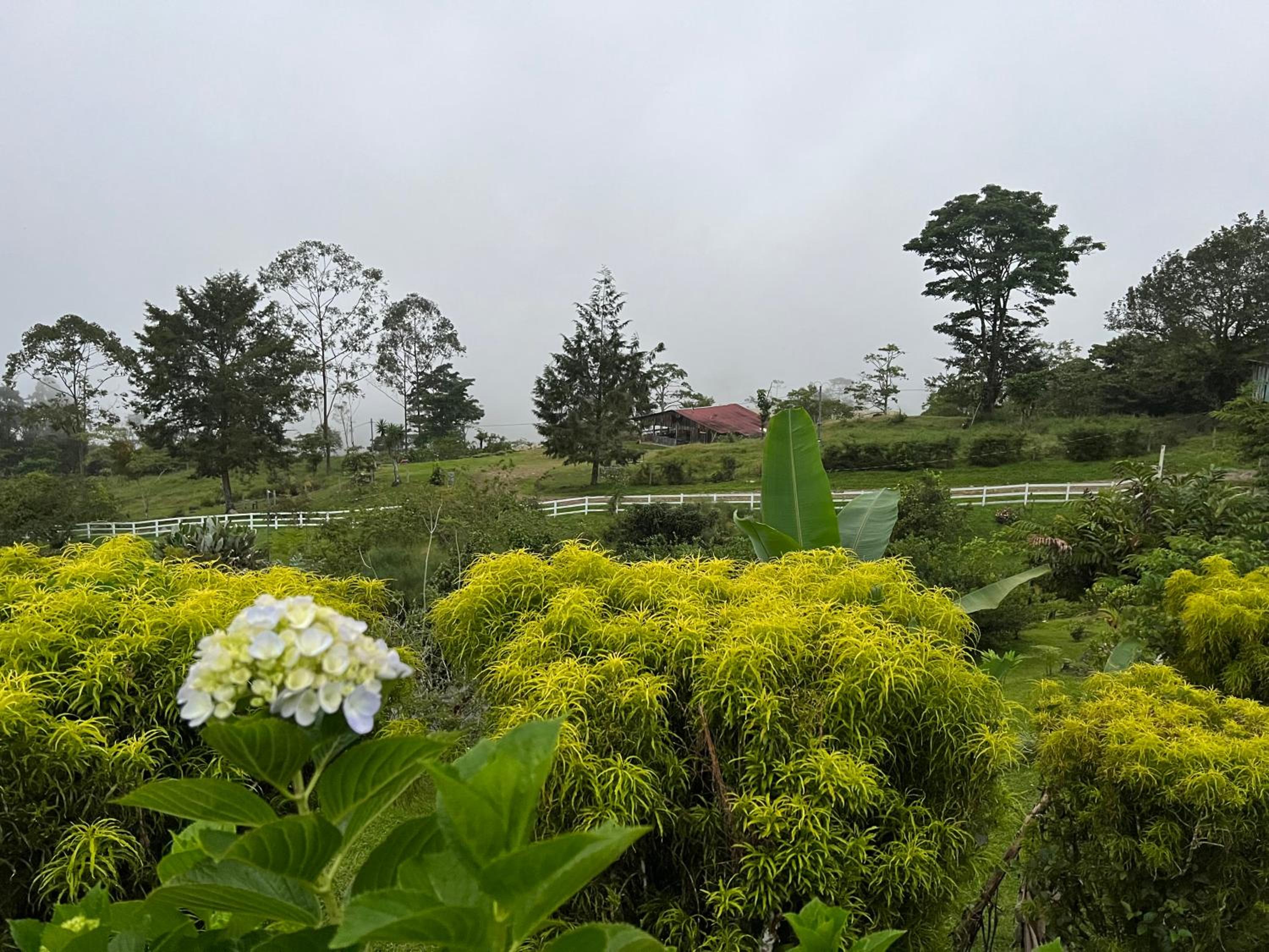 Rinconcito de Paz, Cedral, Pérez Zeledón