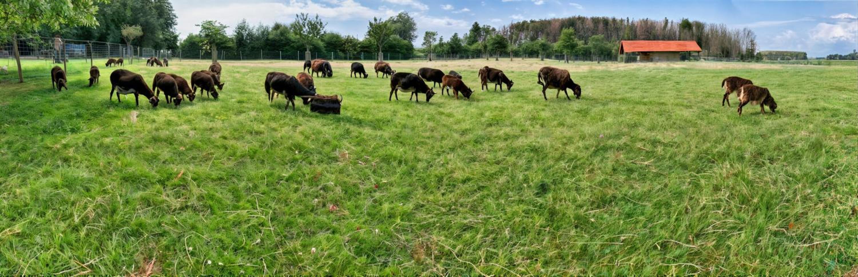 Hoeve Hulsbeek: genieten van de natuur en de rust
