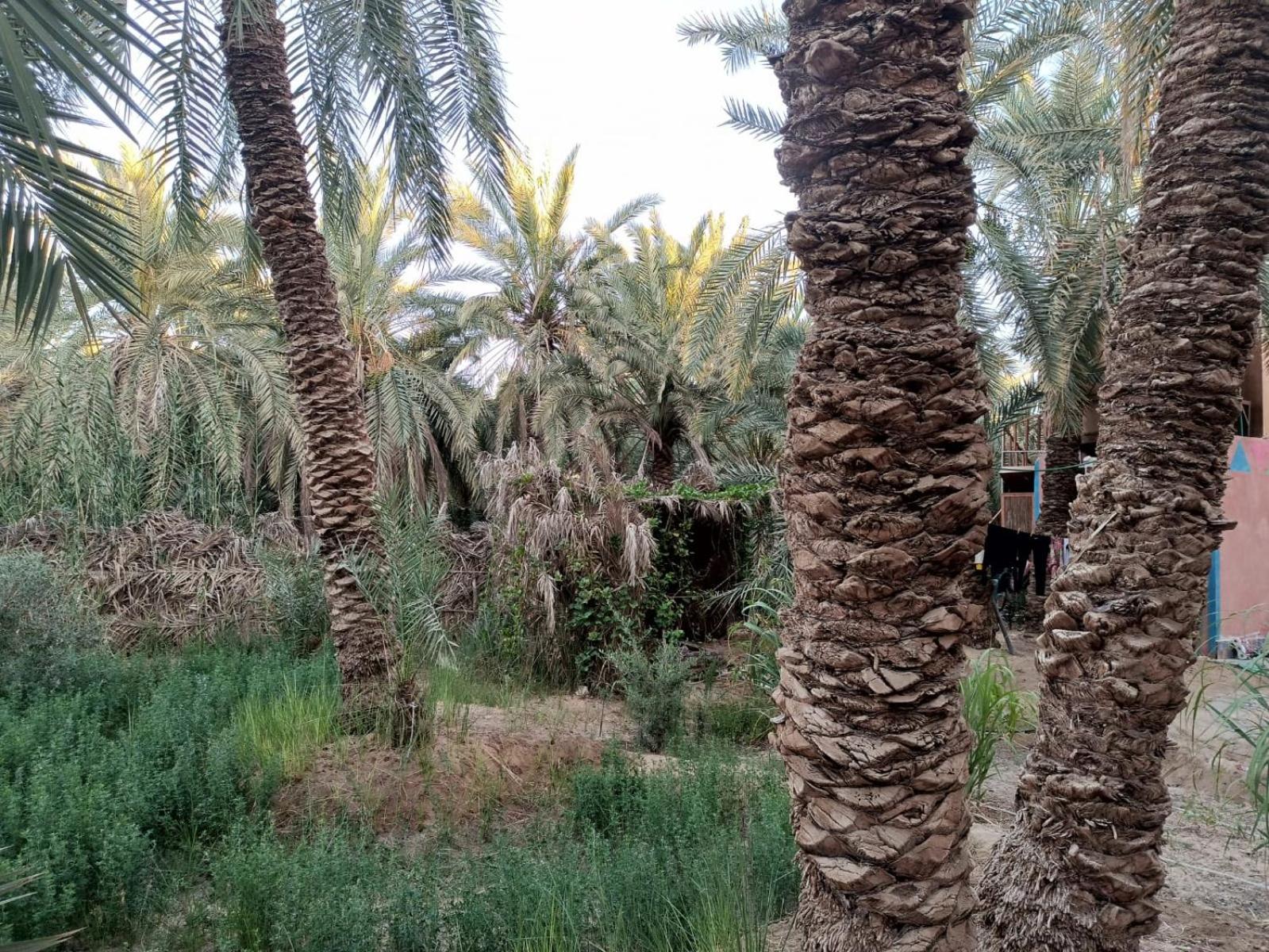 Omar Oasis