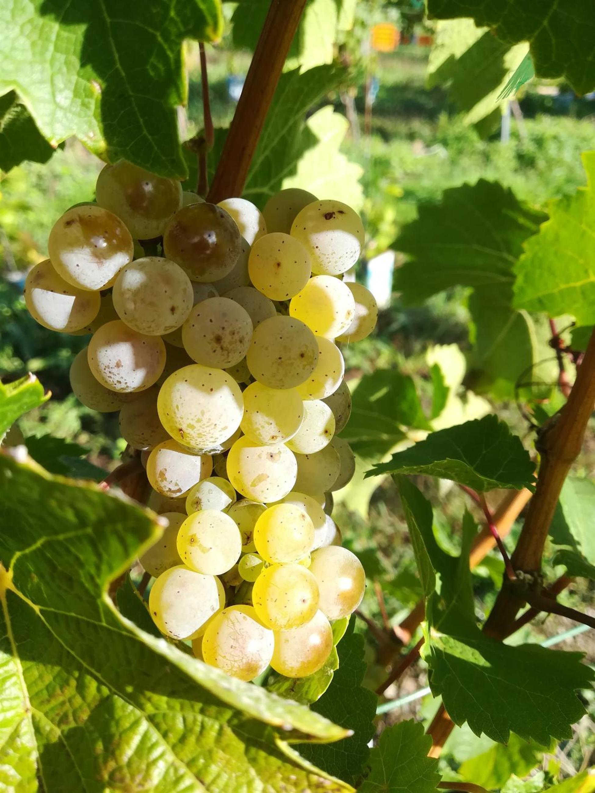Wein- und Gästehaus Lentes
