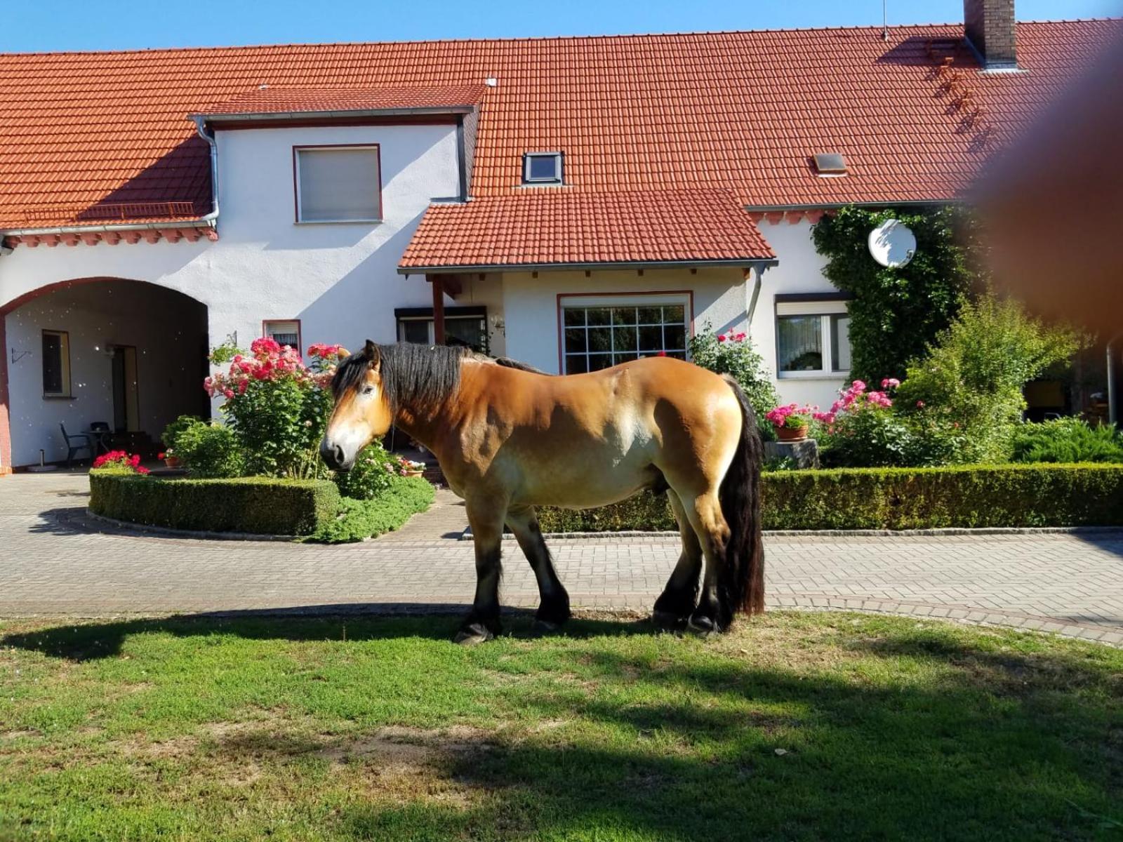 Top-moderne Ferienwohnung und Apartments auf früherem wunderschönen Bauernhof im Elbe-Elster-Kreis in Brandenburg bei Herzberg-Elster, Schönewalde, Holzdor