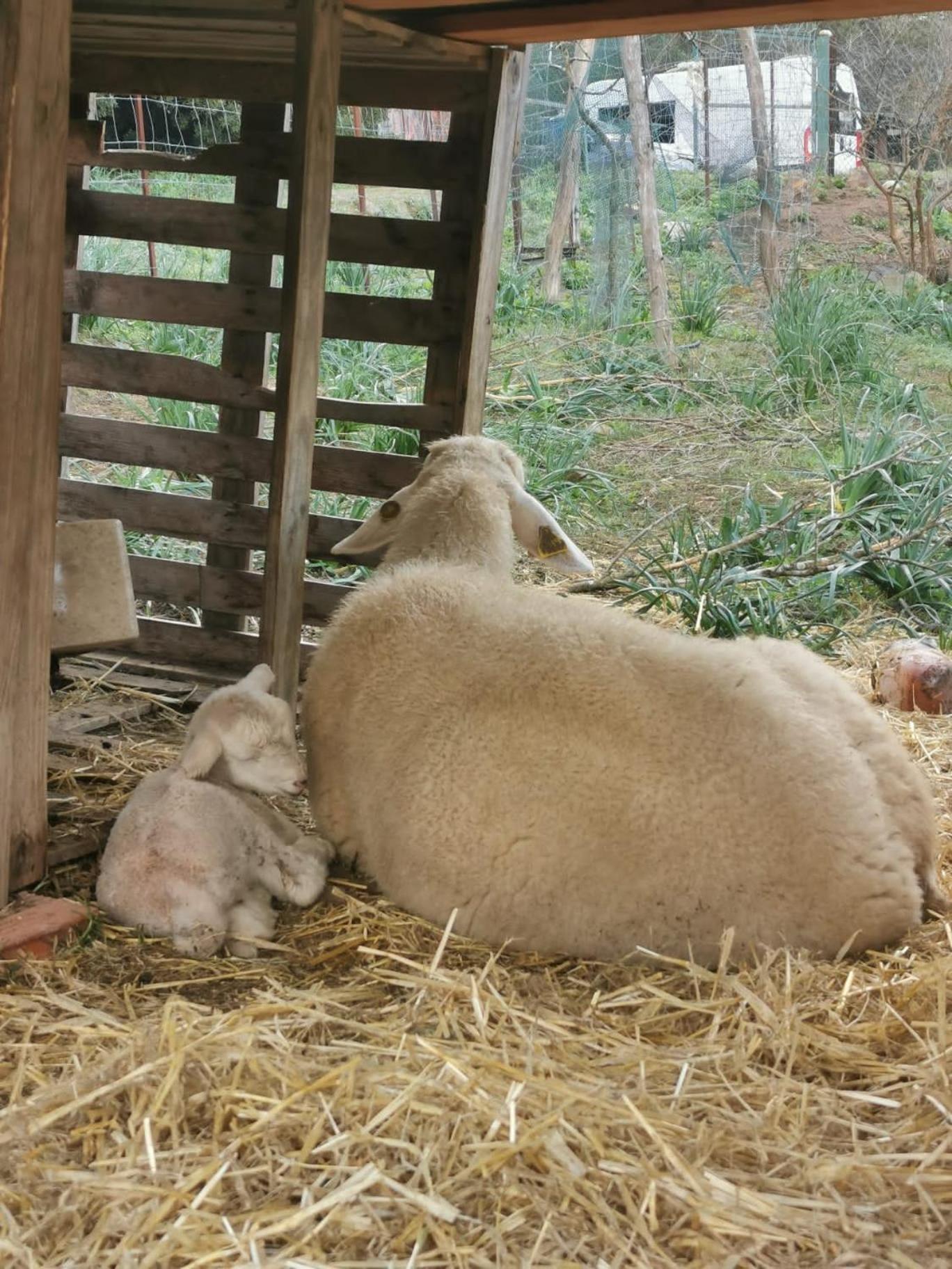 Photo 43