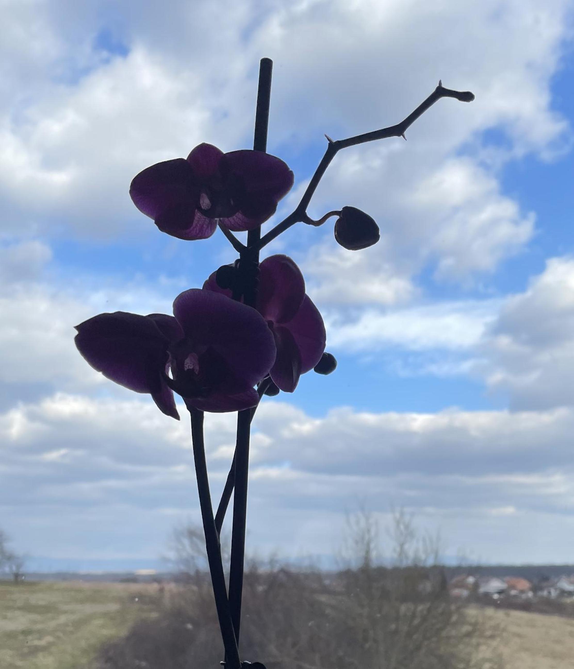 Vila Milka - Balkon - Besplatan parking - Samostalna prijava