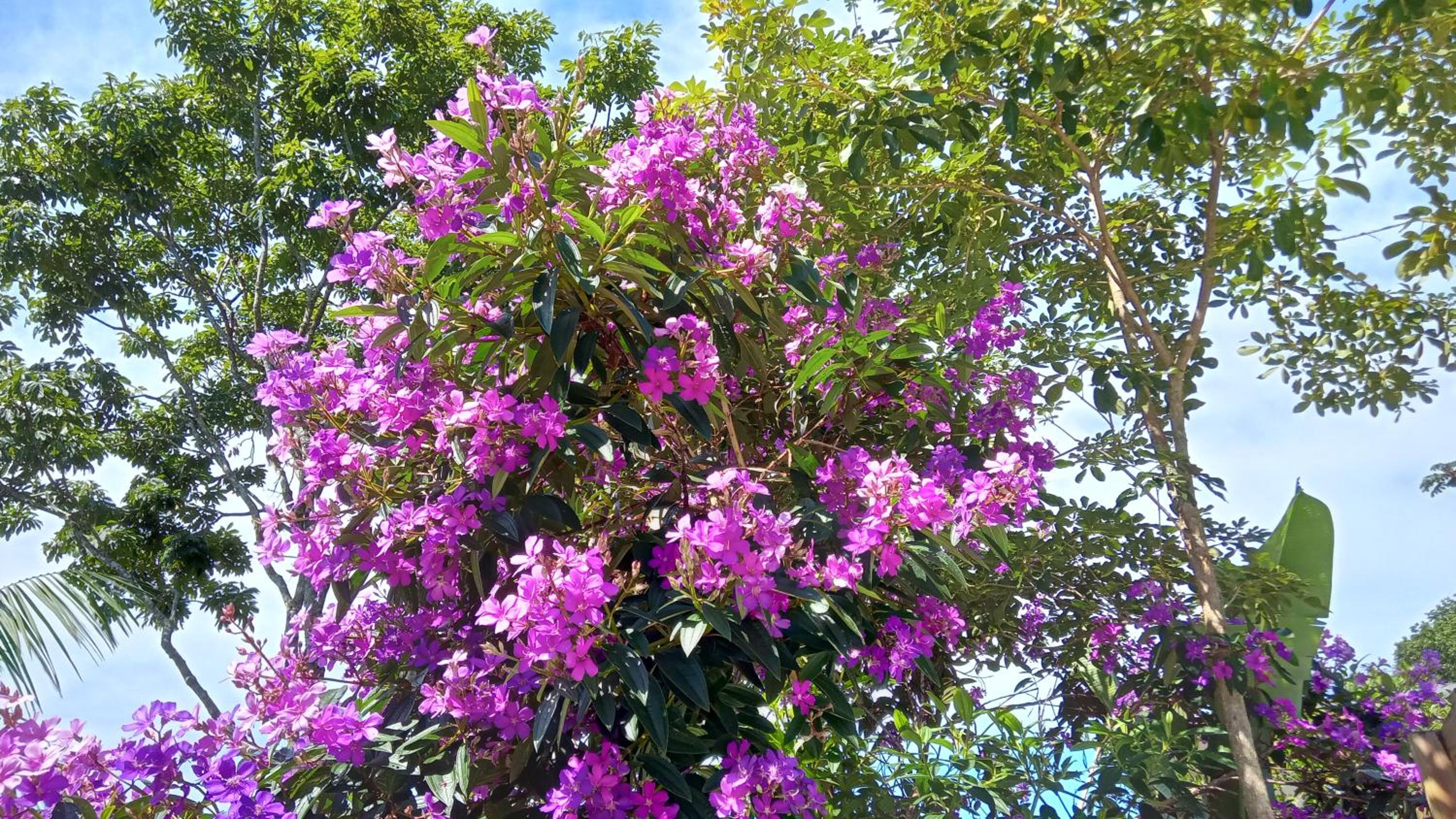 Pousada Hang Jurerê-Floripa Conectada com a Natureza