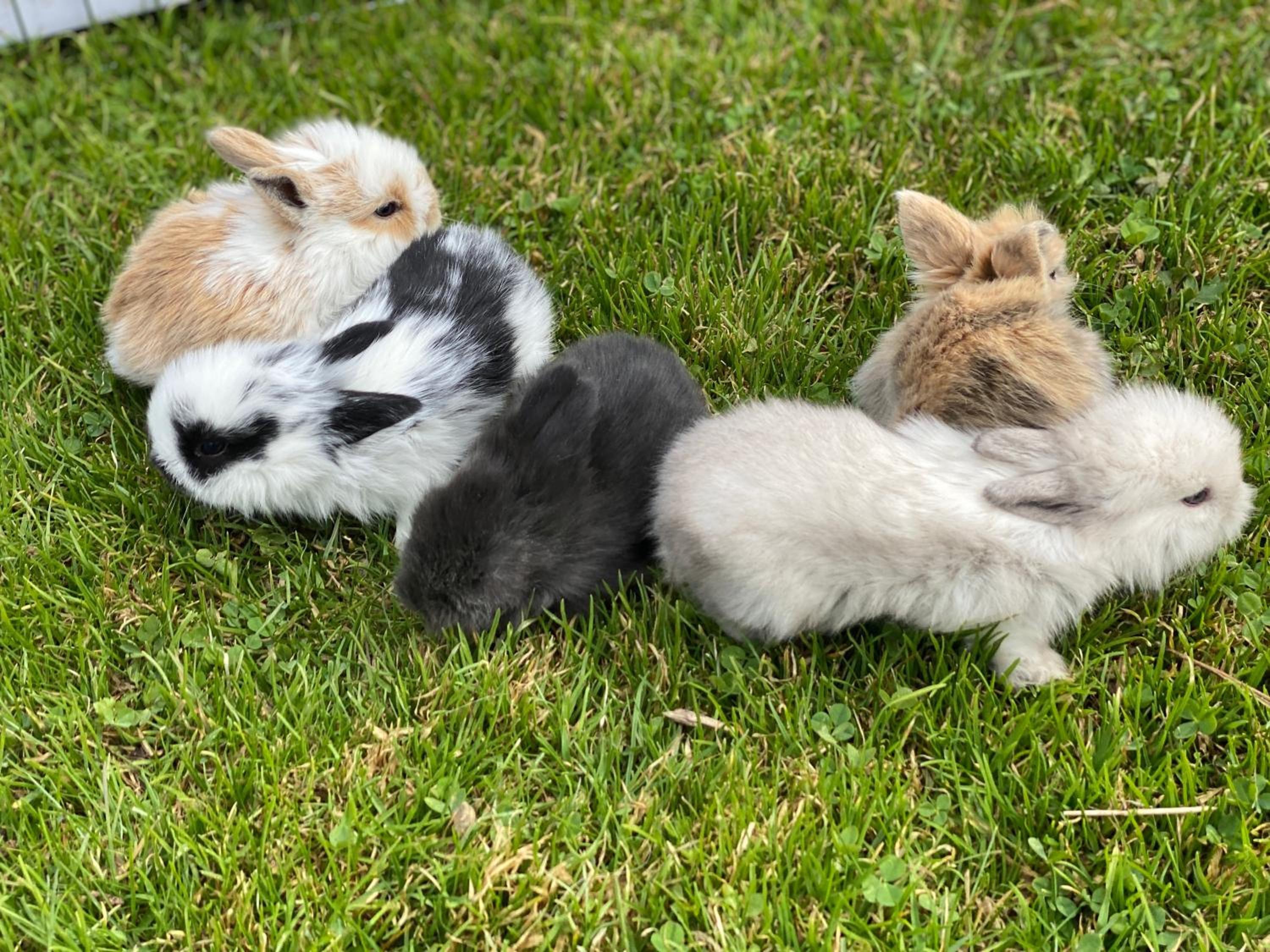 Photo 20