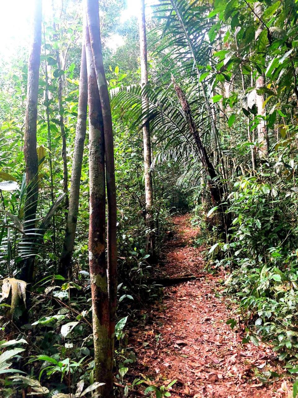 LUZ AMAZÔNIA LODGE