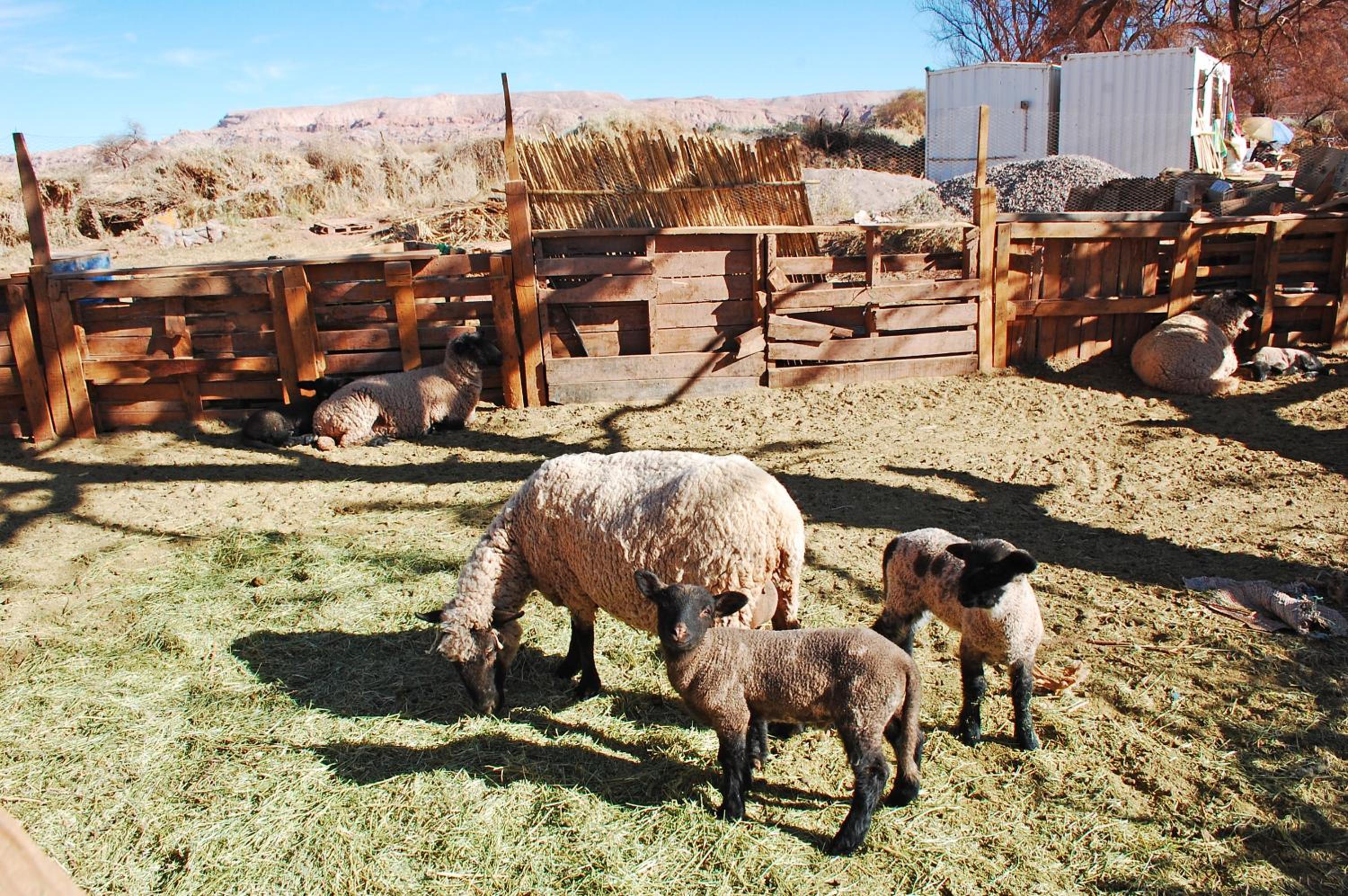 Atacama Loft & Glamp