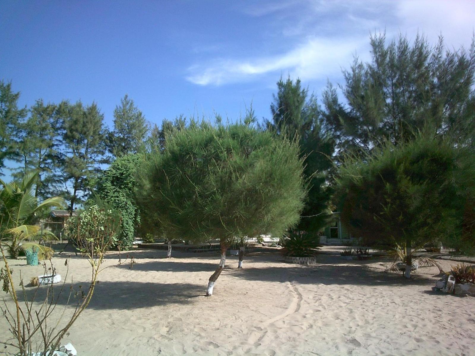 MANGROVE BEACH