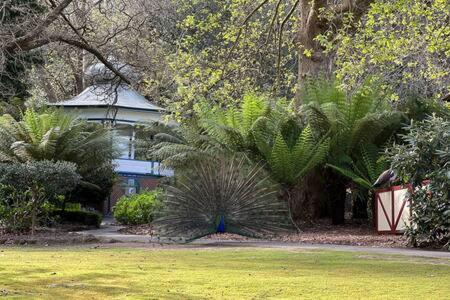 Renovated Cottage Near Cataract Gorge Launceston