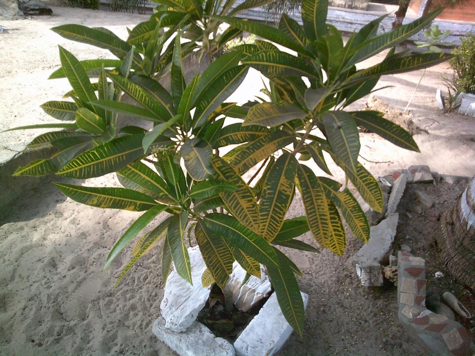 MANGROVE BEACH